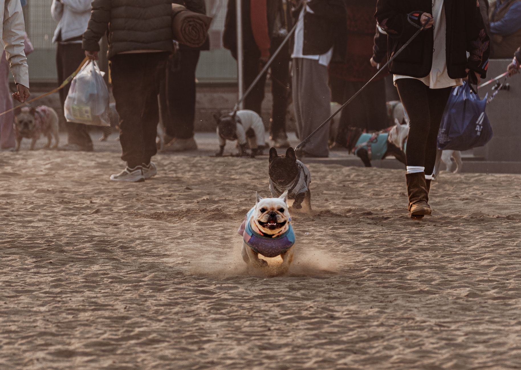 K9 Play Dog Daycare