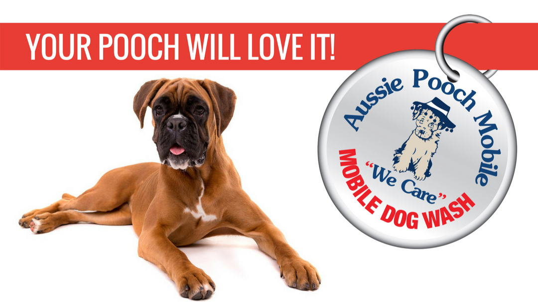 Aussie Pooch Mobile Dog Wash Helensburgh — Pet Groomers