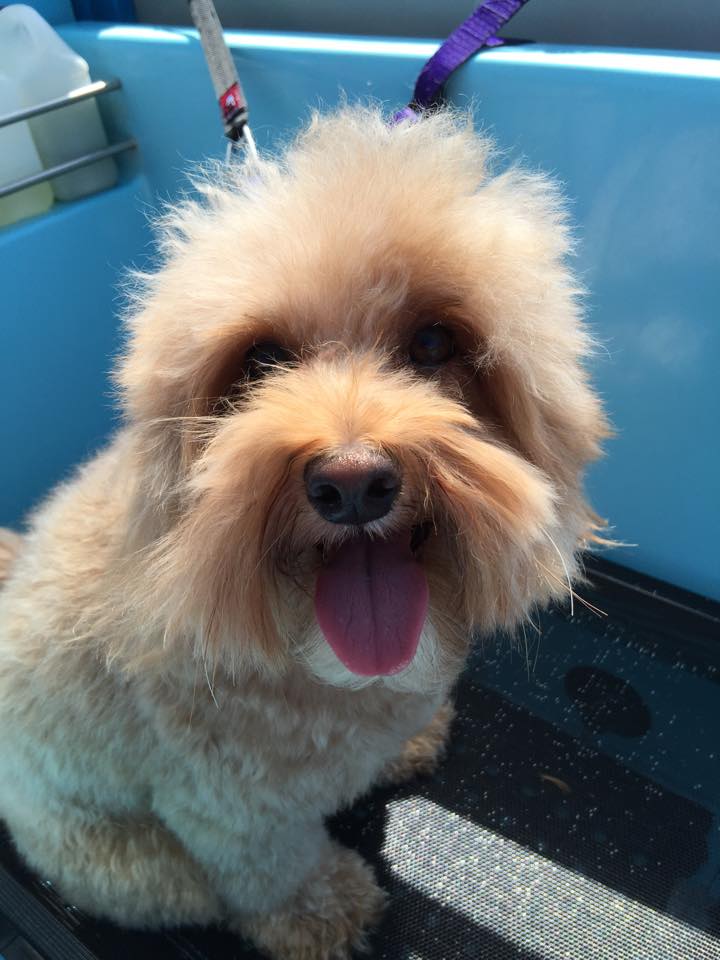 Aussie Pooch Mobile Dog Wash Helensburgh