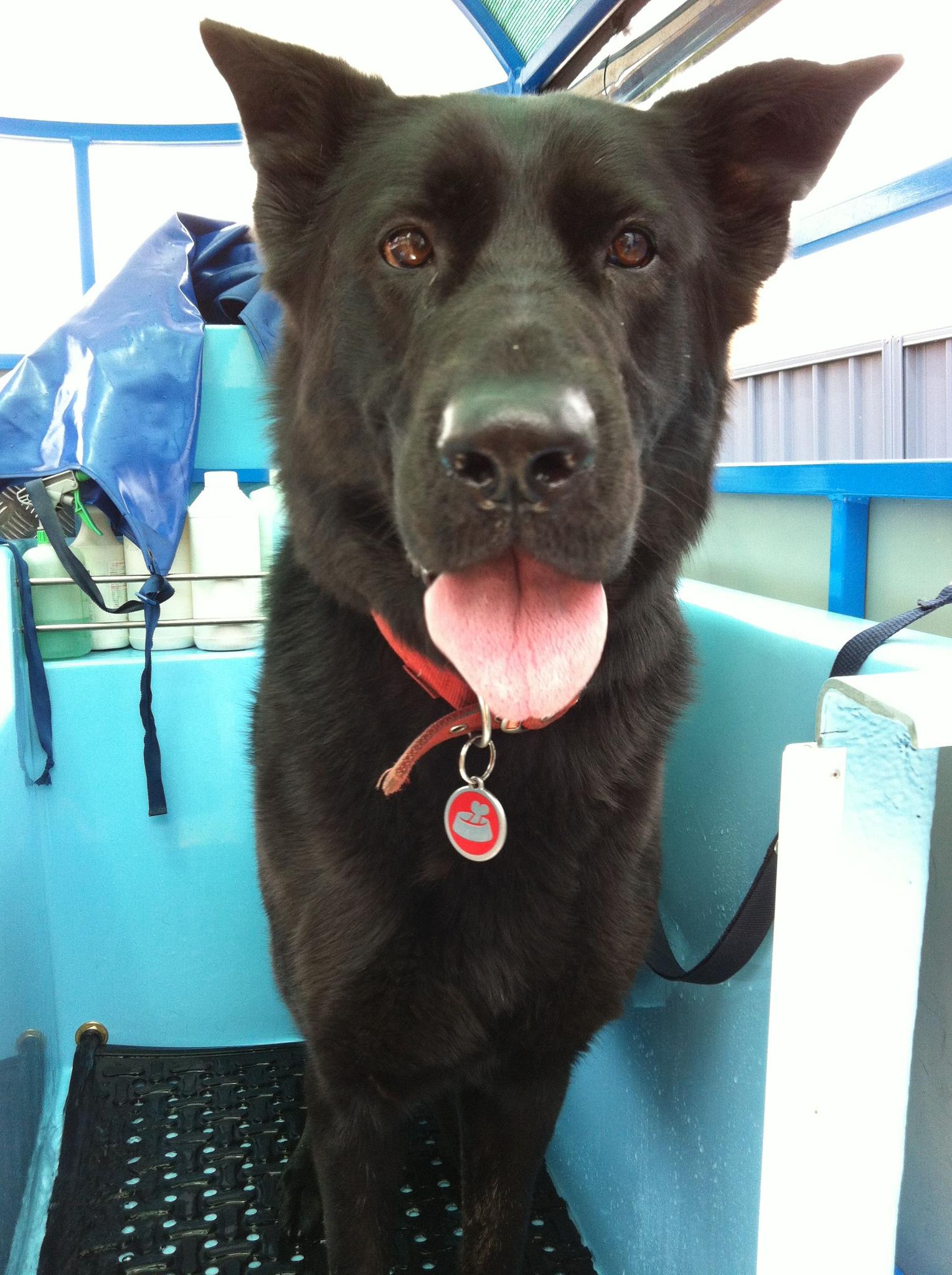 Aussie Pooch Mobile Dog Wash Helensburgh