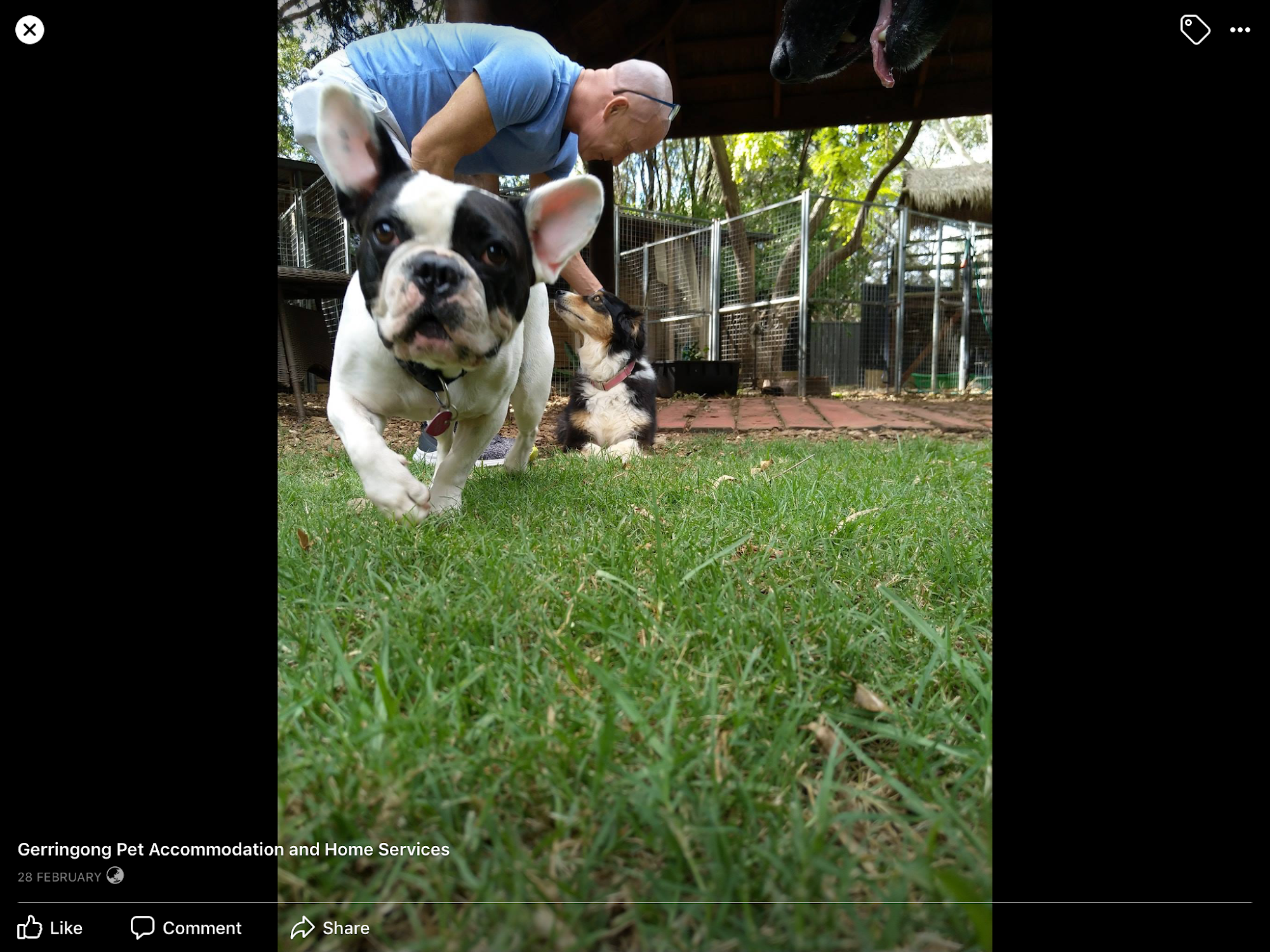 Gerringong Pet Accommodation — Pet Groomers