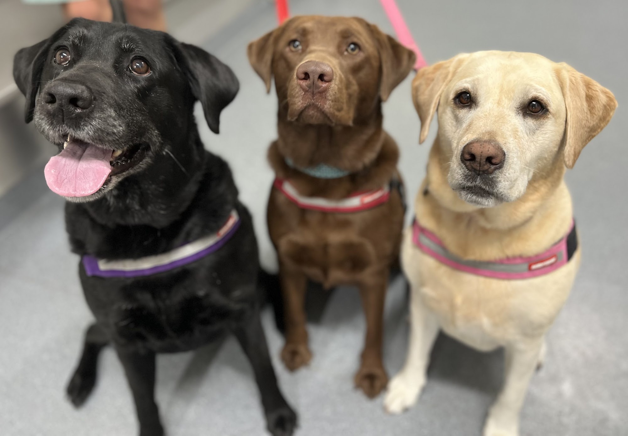 Berry Veterinary Clinic — Pet Groomers