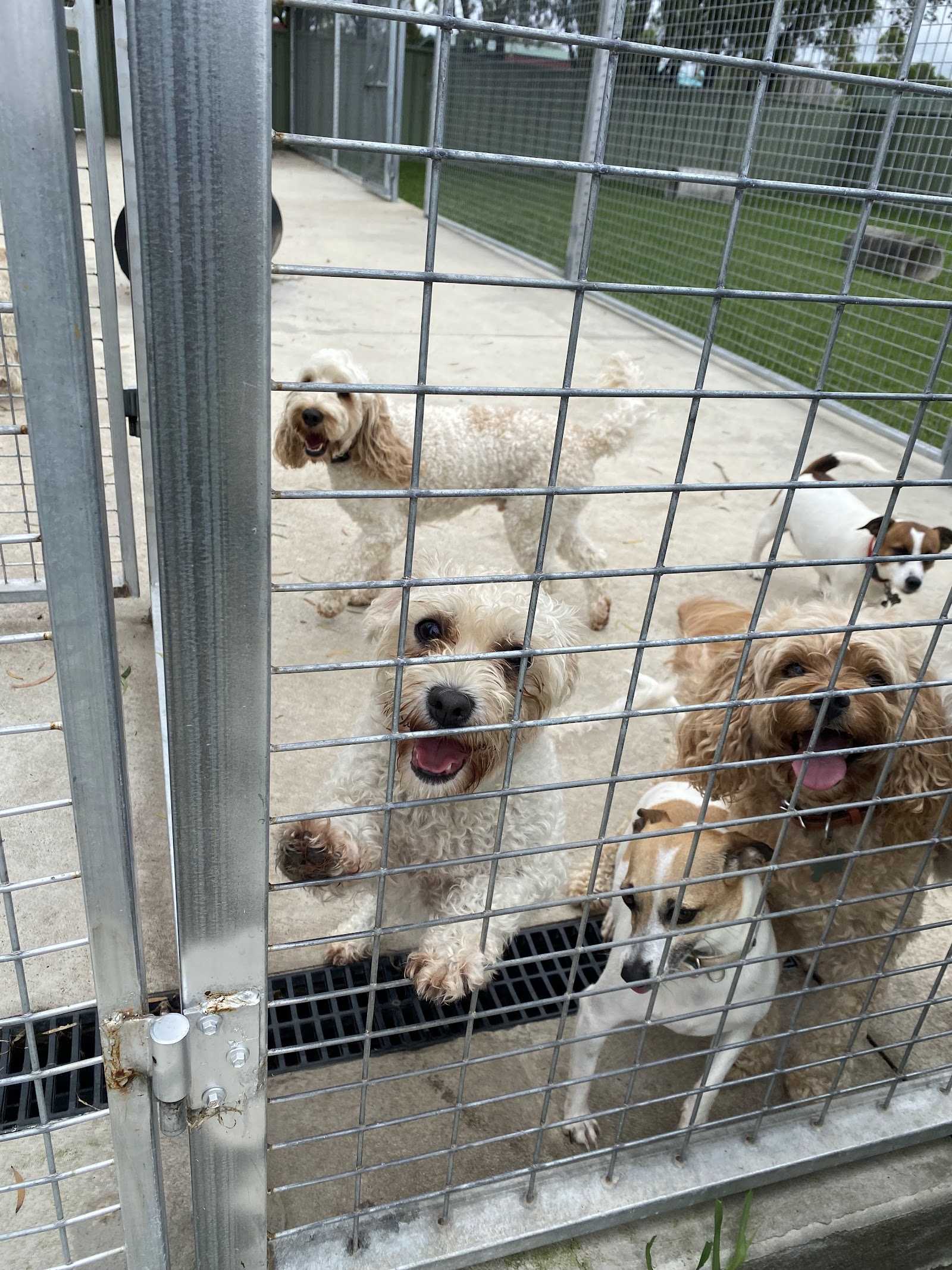 All Breeds — Pet Groomers