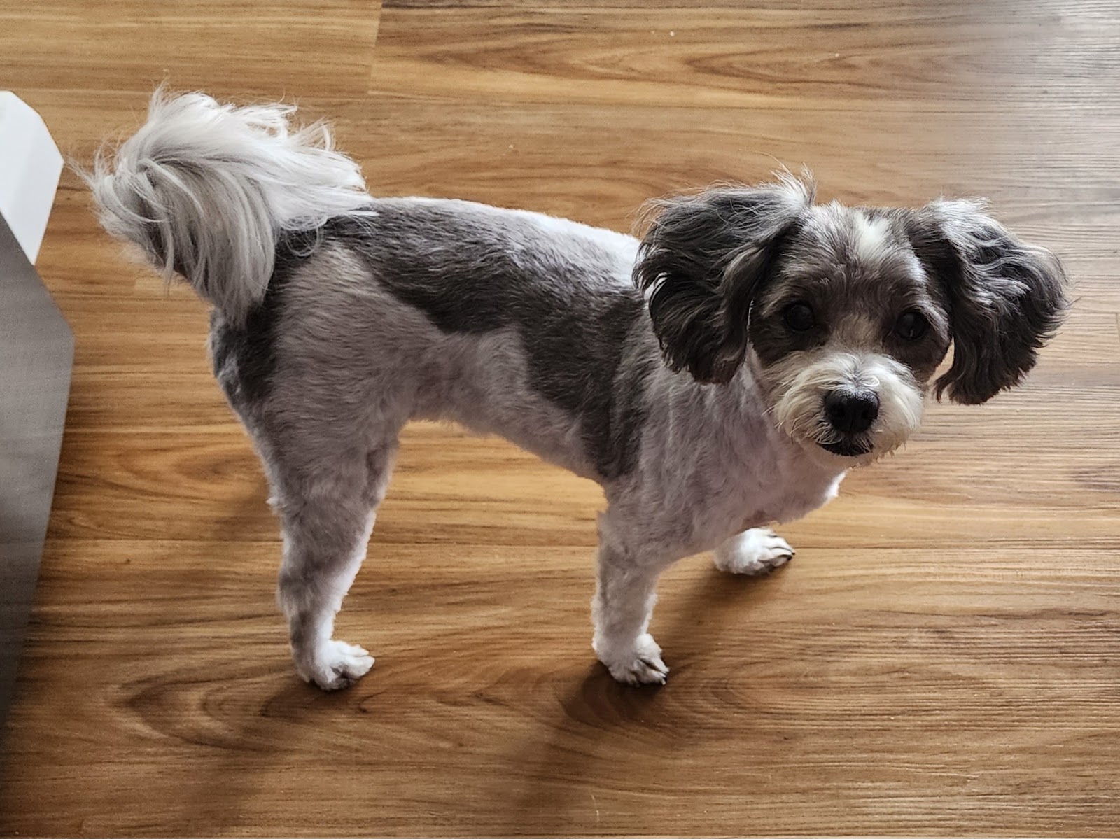 Happy Feet Grooming Parlour