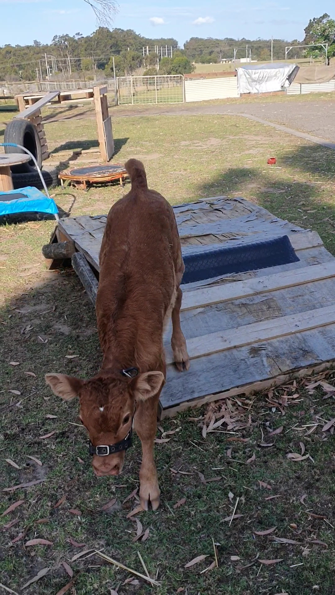Bomaderry Veterinary Hospital