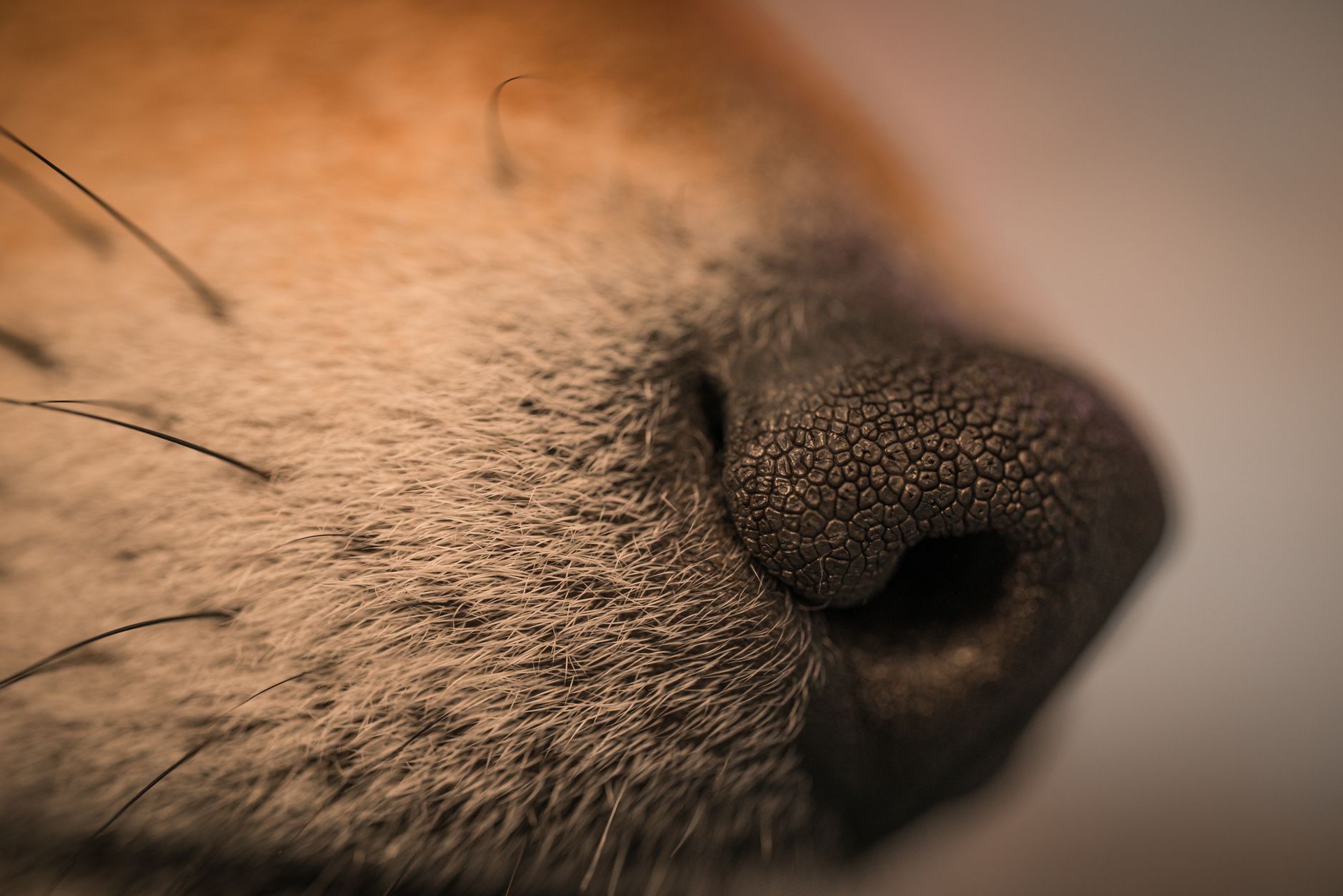 Bomaderry Veterinary Hospital