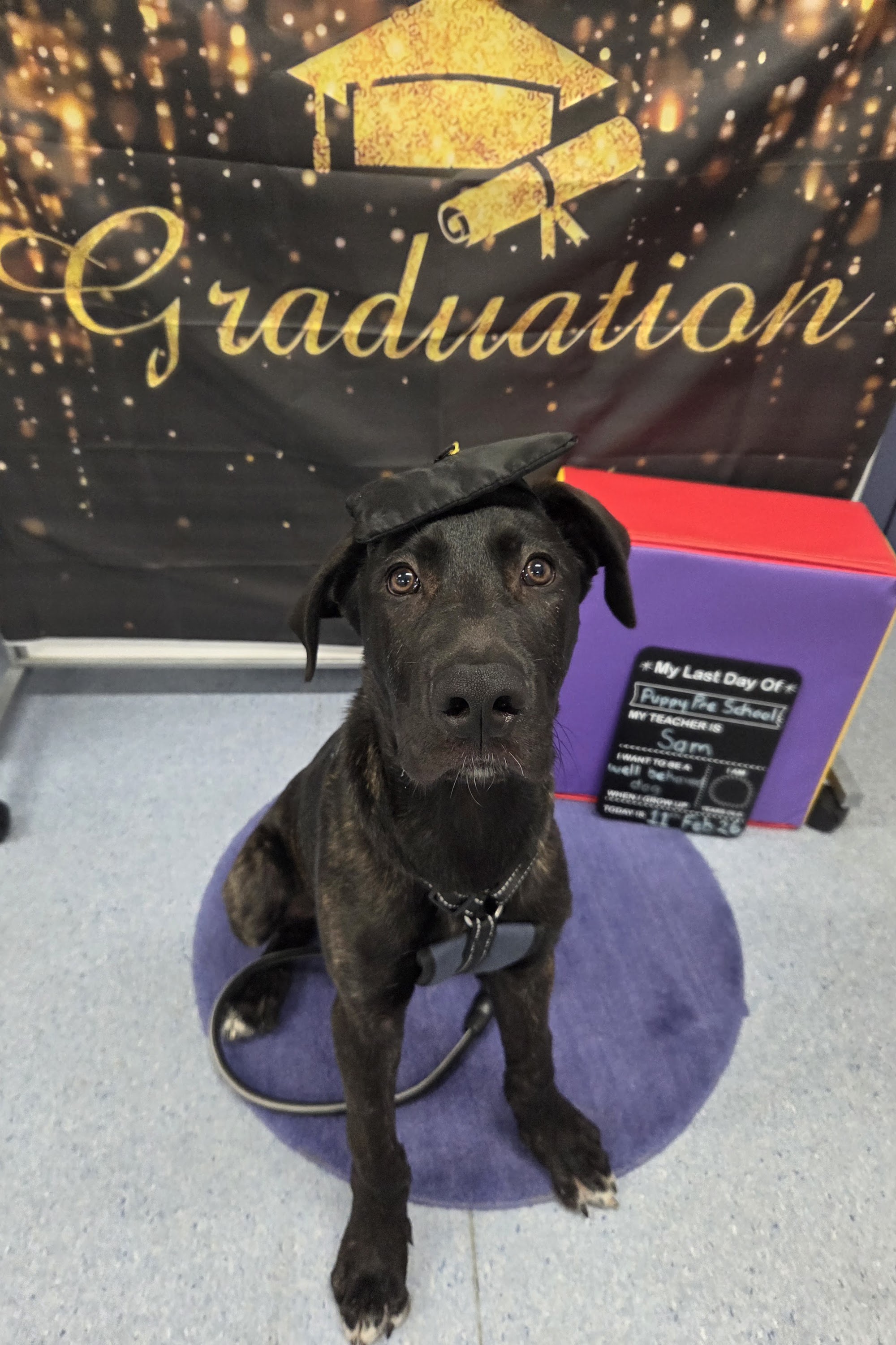Wisdom for Wags Dog Training — Pet Groomers