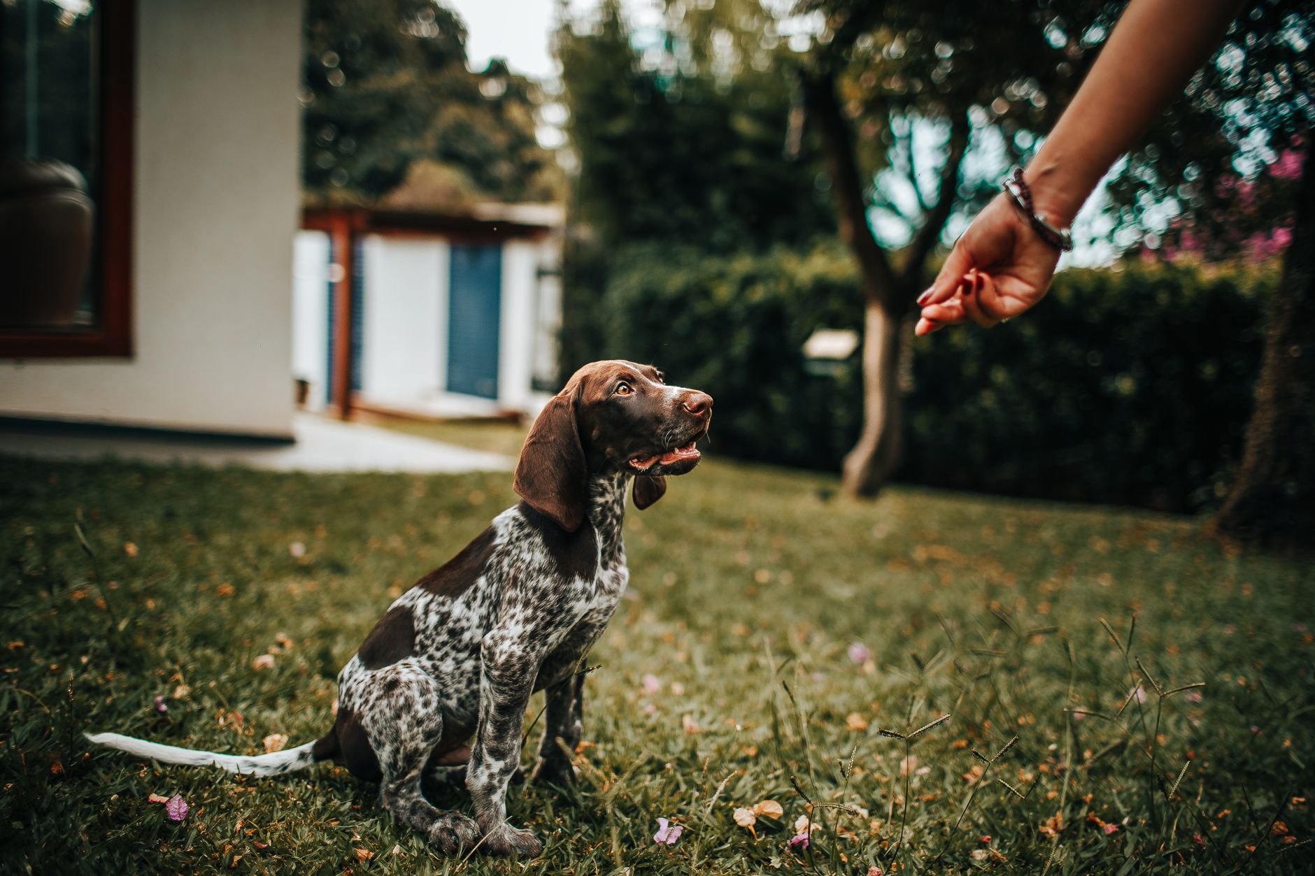 Wisdom for Wags Dog Training