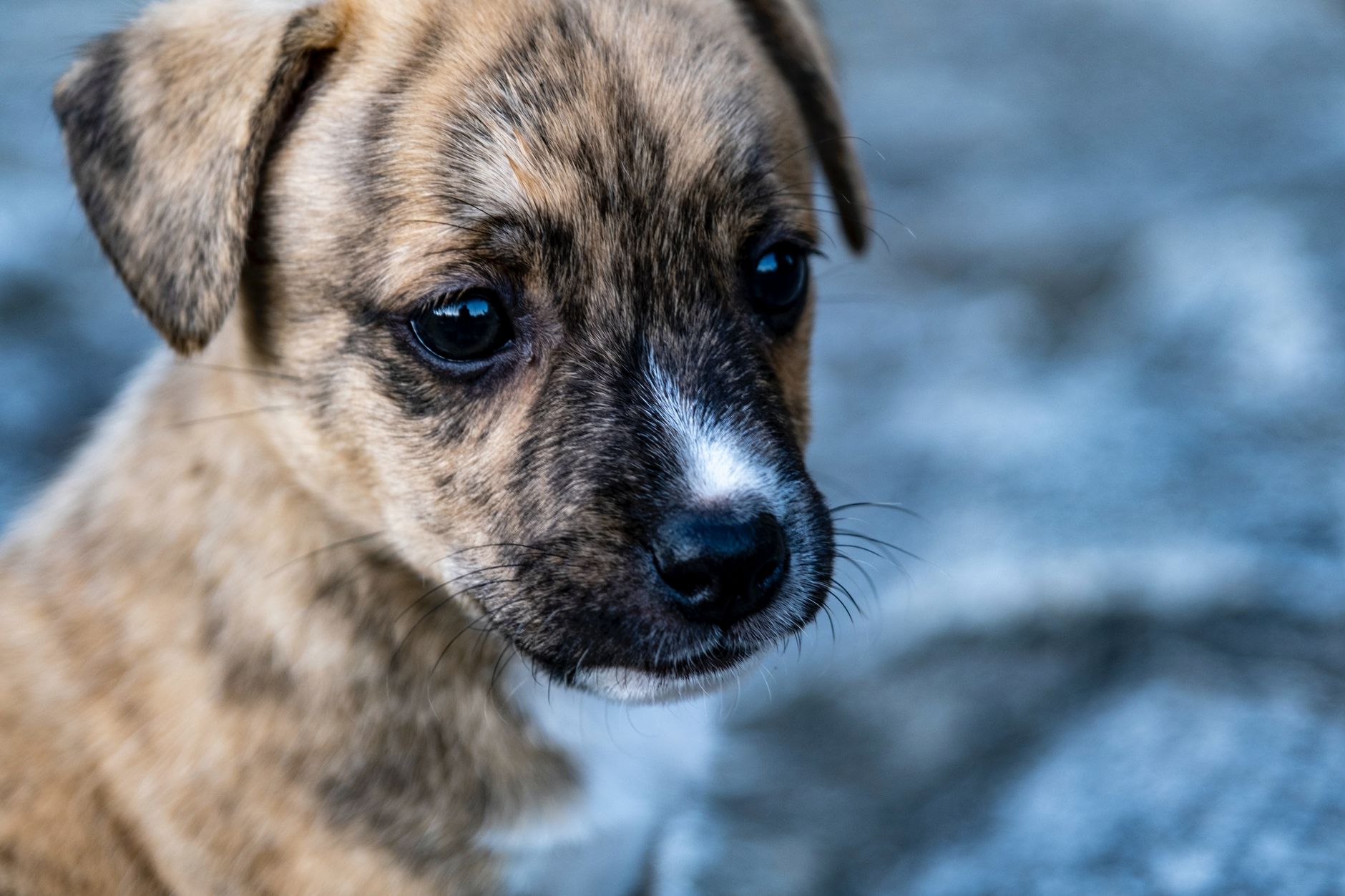 Wisdom for Wags Dog Training