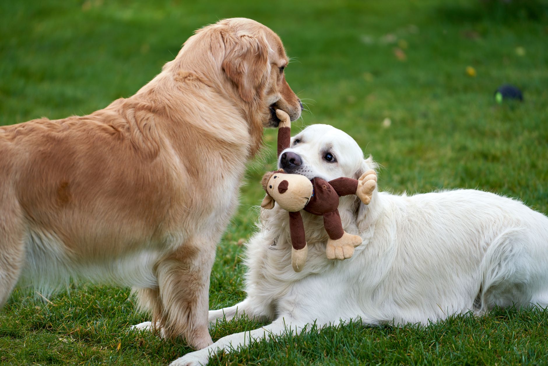 Wisdom for Wags Dog Training