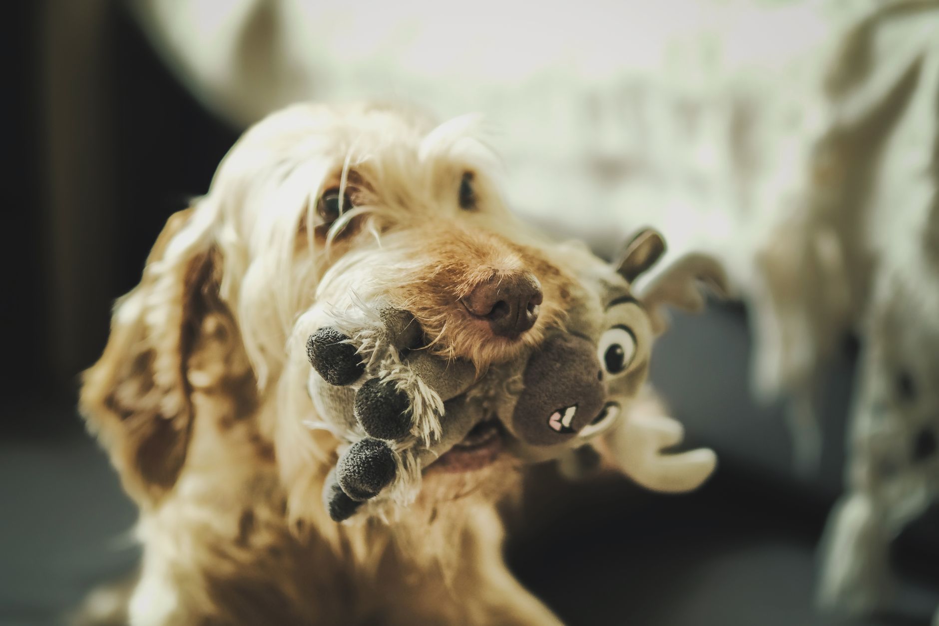 Wisdom for Wags Dog Training