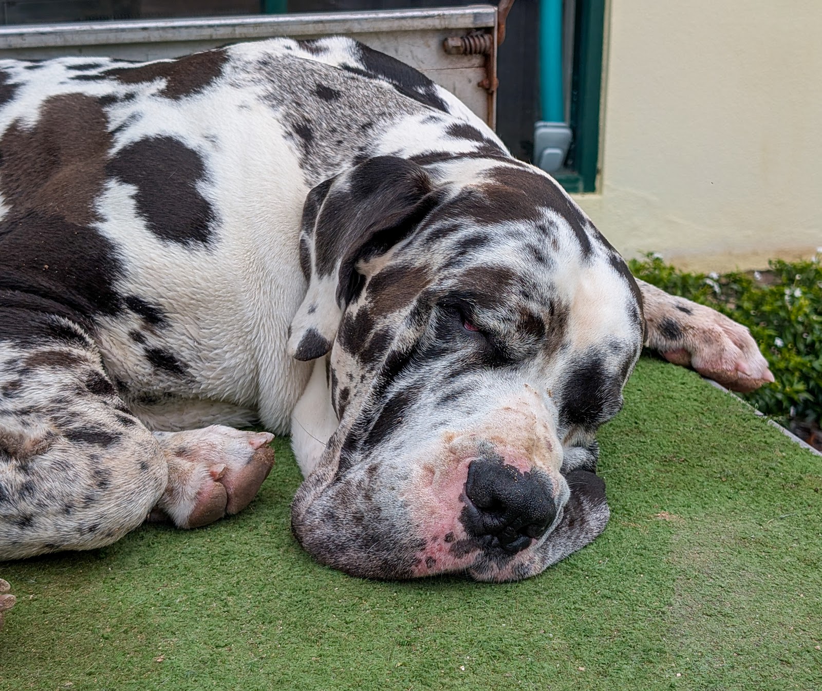 Alternate Pet Food — Pet Groomers