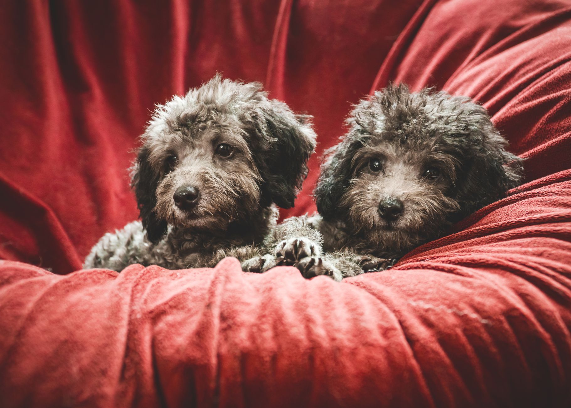 Jim's Dog Wash North Nowra — Pet Groomers