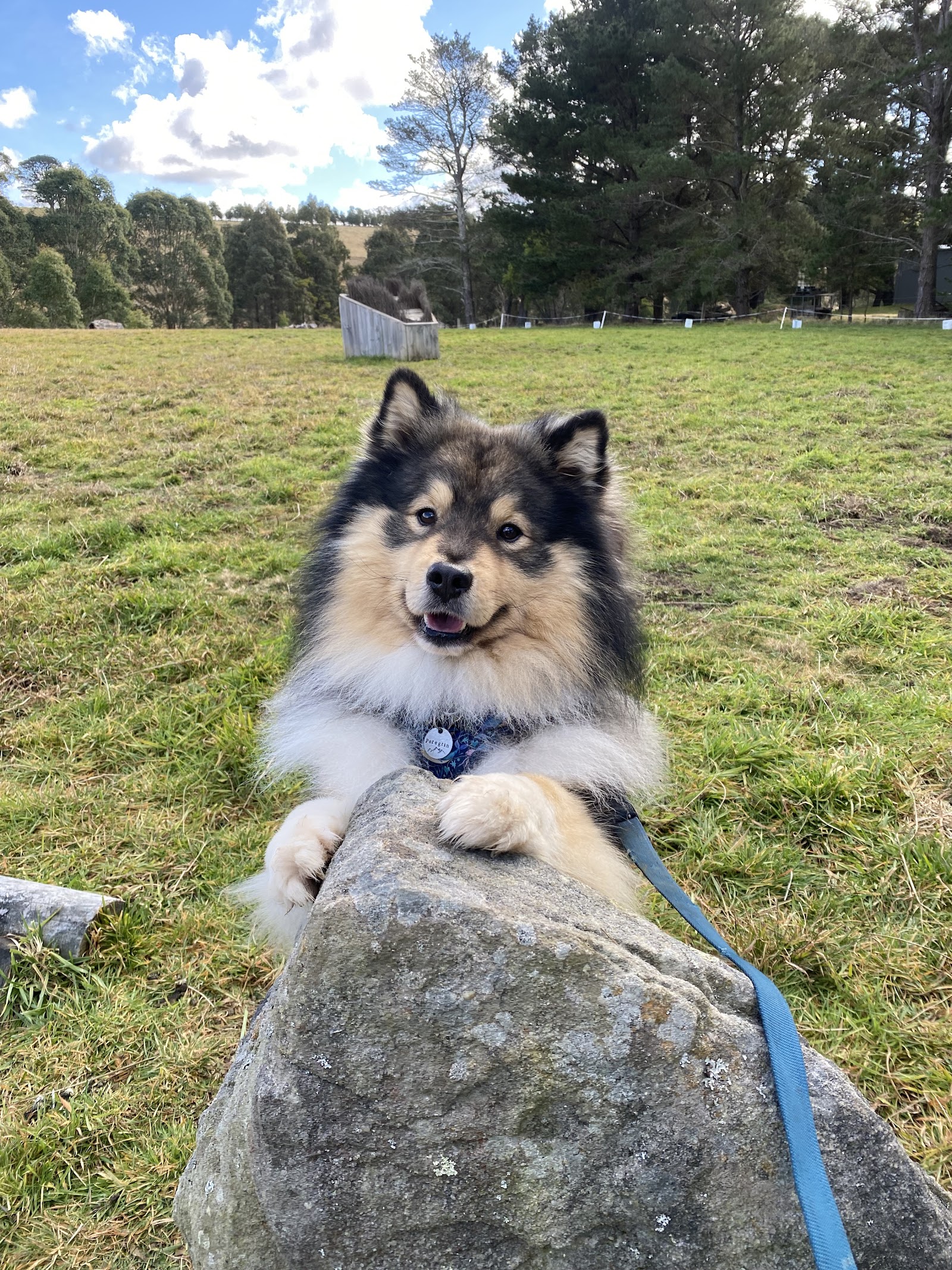 K-N9 Dog Training — Pet Groomers