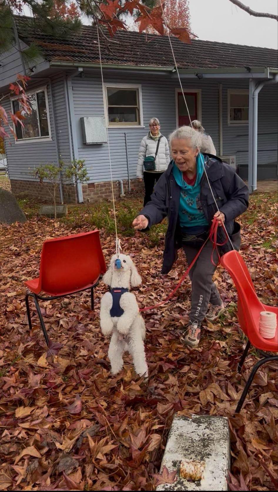K-N9 Dog Training