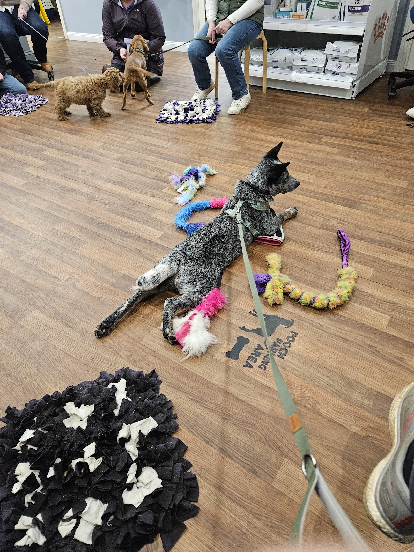 K-N9 Dog Training