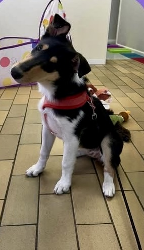 K-N9 Dog Training