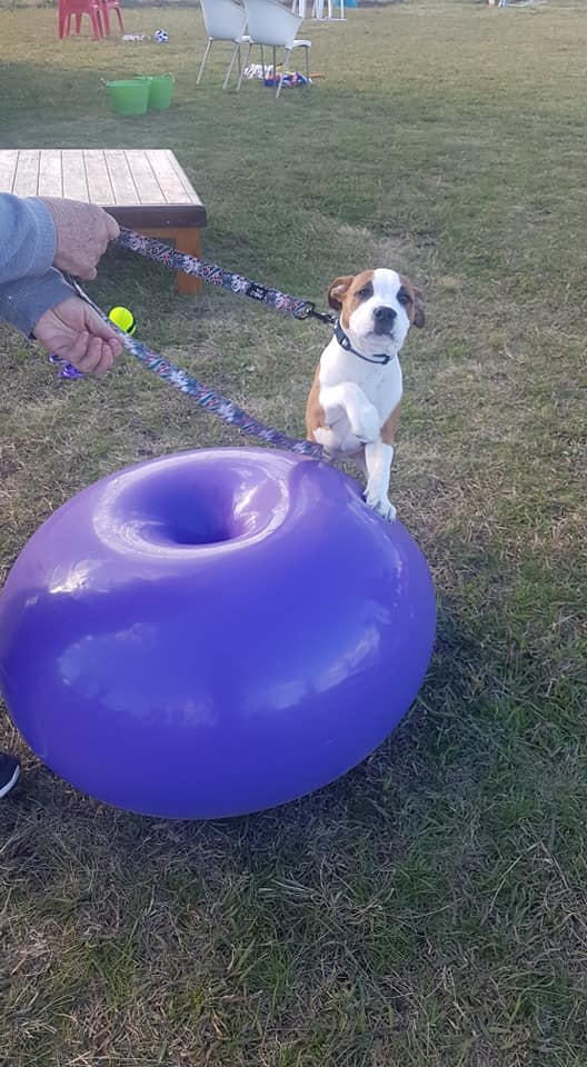 K-N9 Dog Training