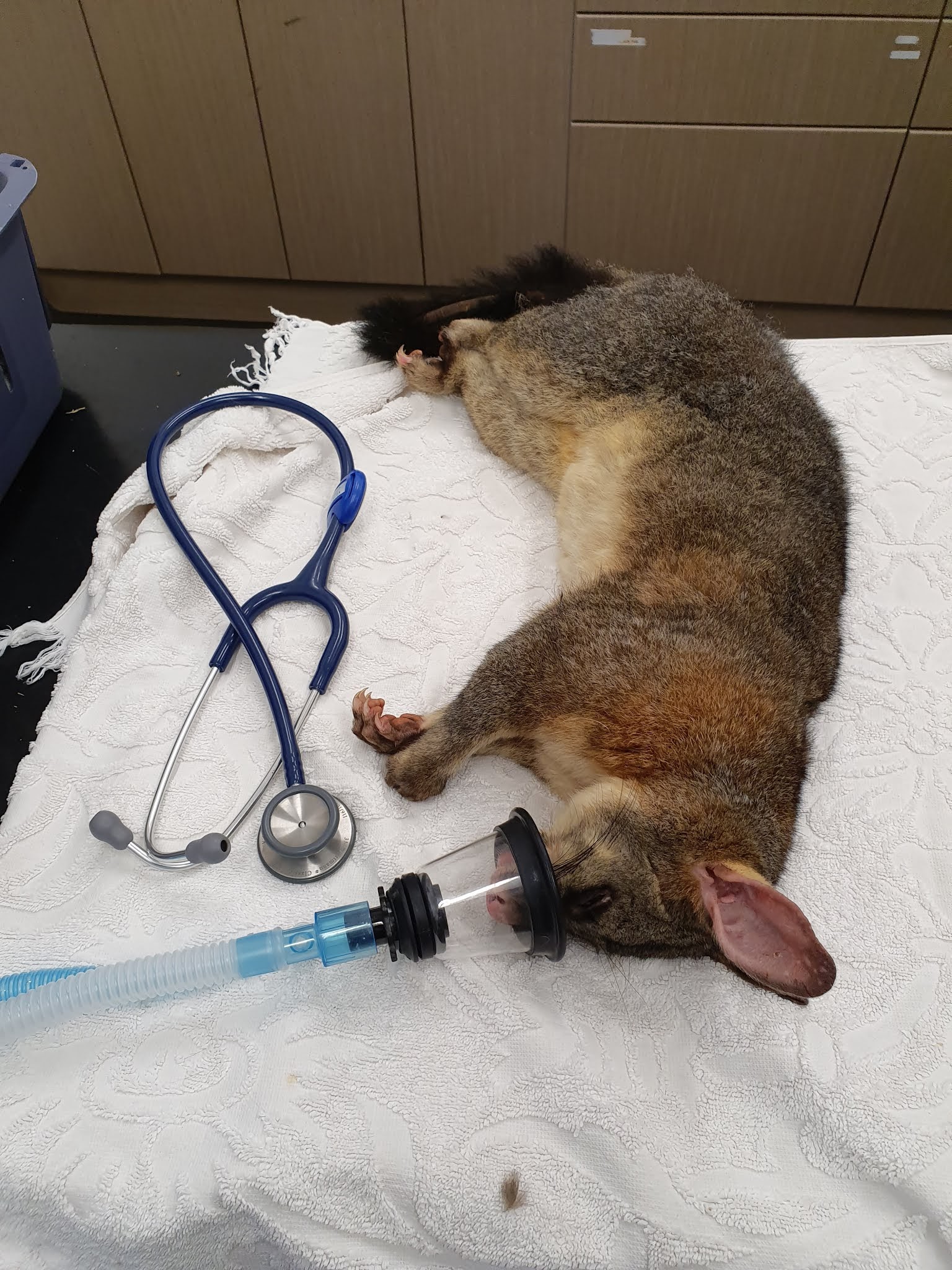 Bundanoon Veterinary Hospital