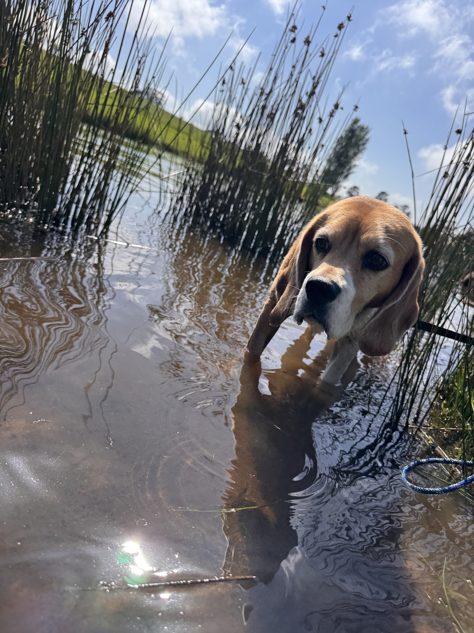 Paws & Whiskers Pet Care Services — Pet Groomers