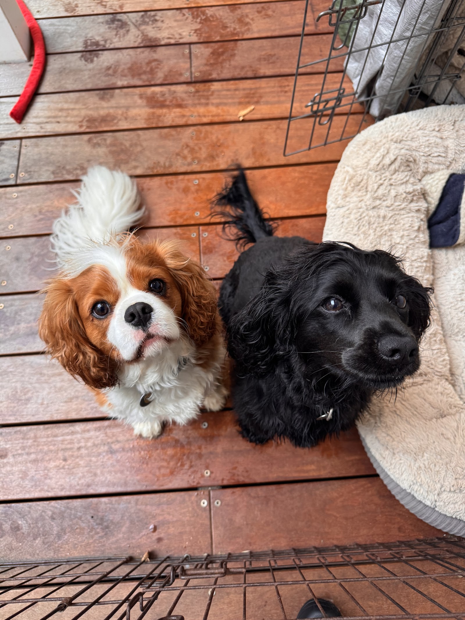 Paws & Whiskers Pet Care Services