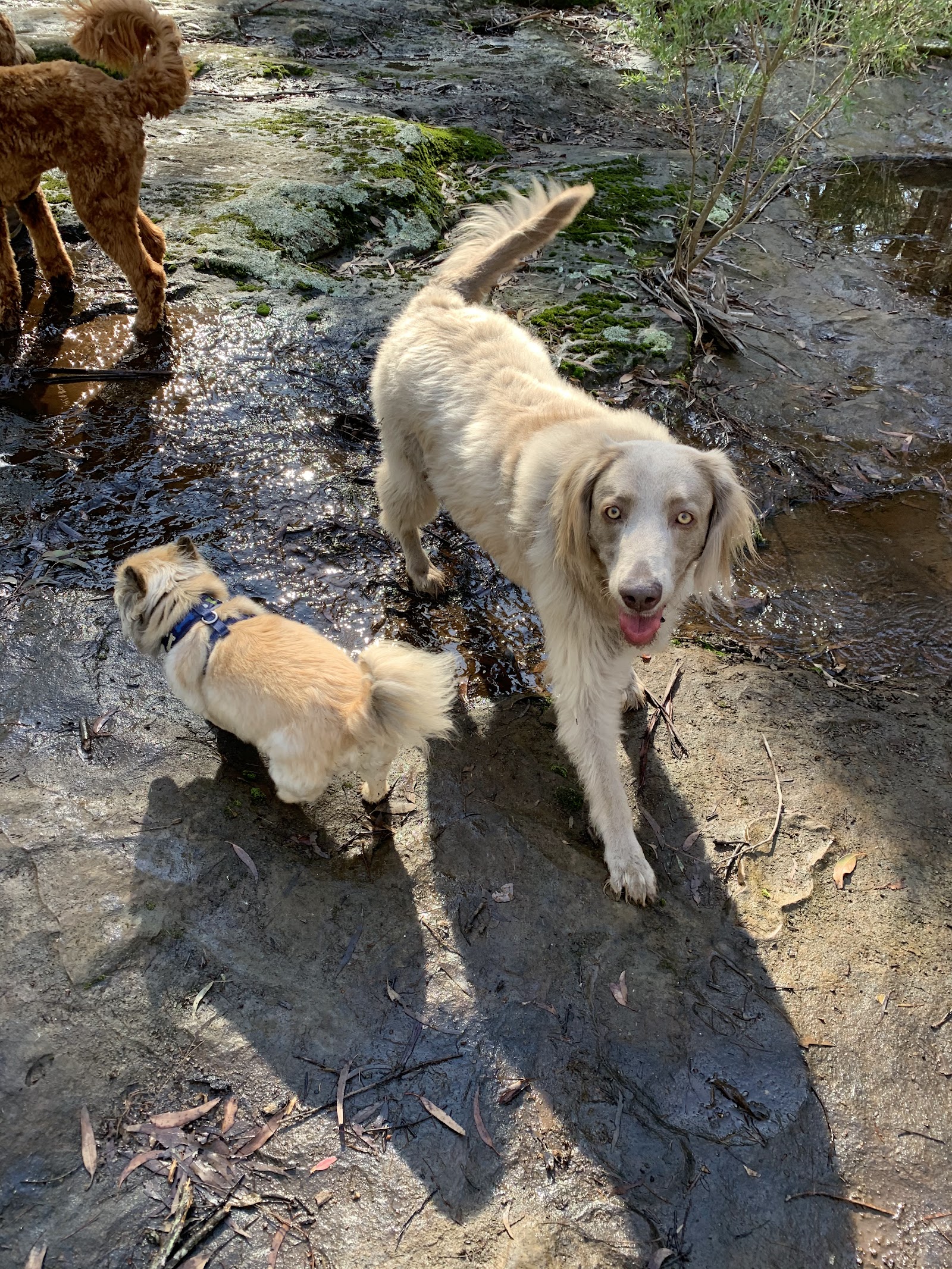 Paws & Whiskers Pet Care Services