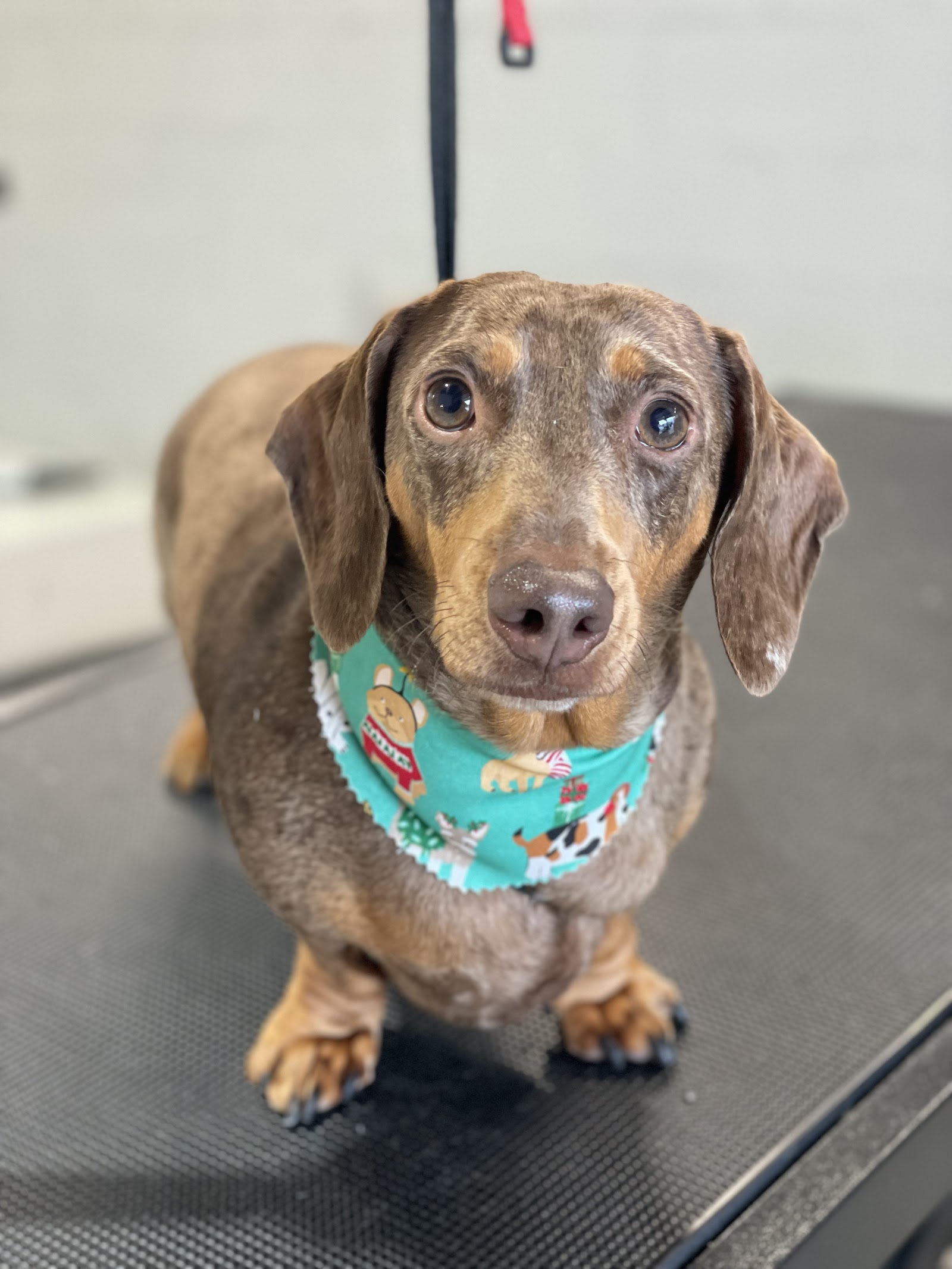 Yellow Submarine Dog Wash — Pet Groomers