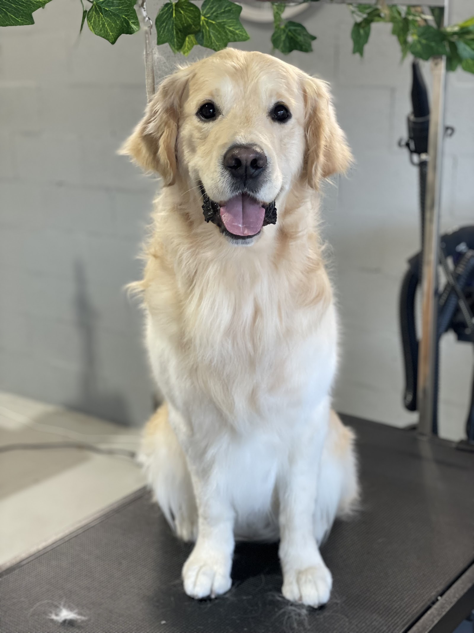 Yellow Submarine Dog Wash