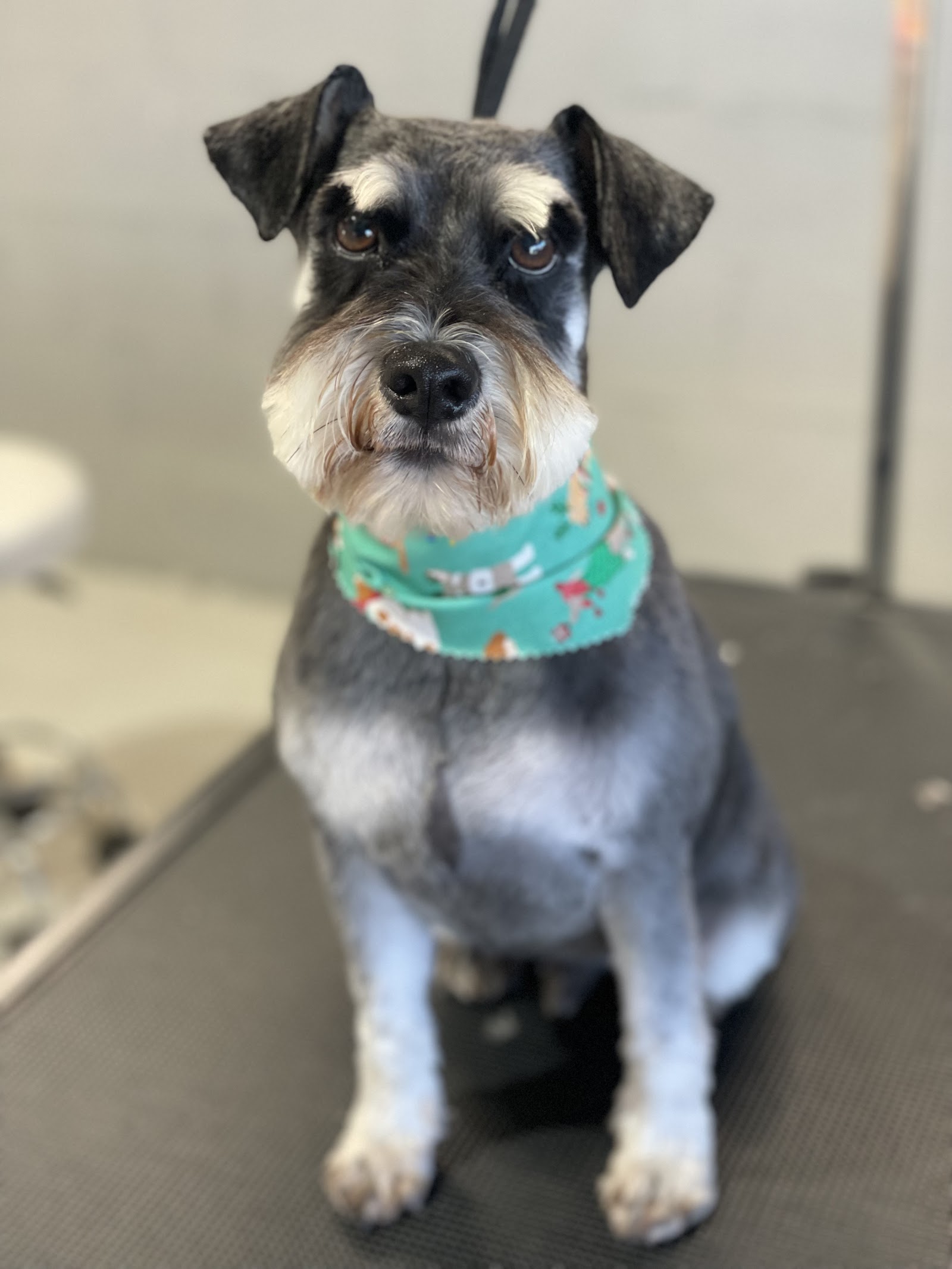 Yellow Submarine Dog Wash