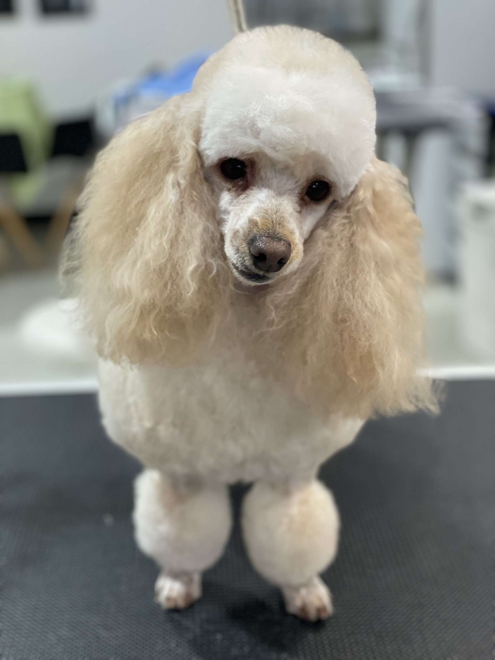 Yellow Submarine Dog Wash