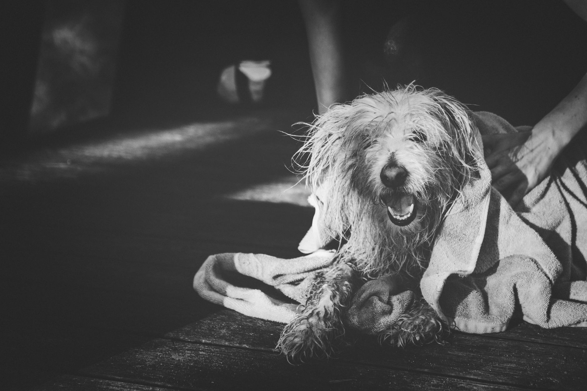 Moss Vale Veterinary Hospital