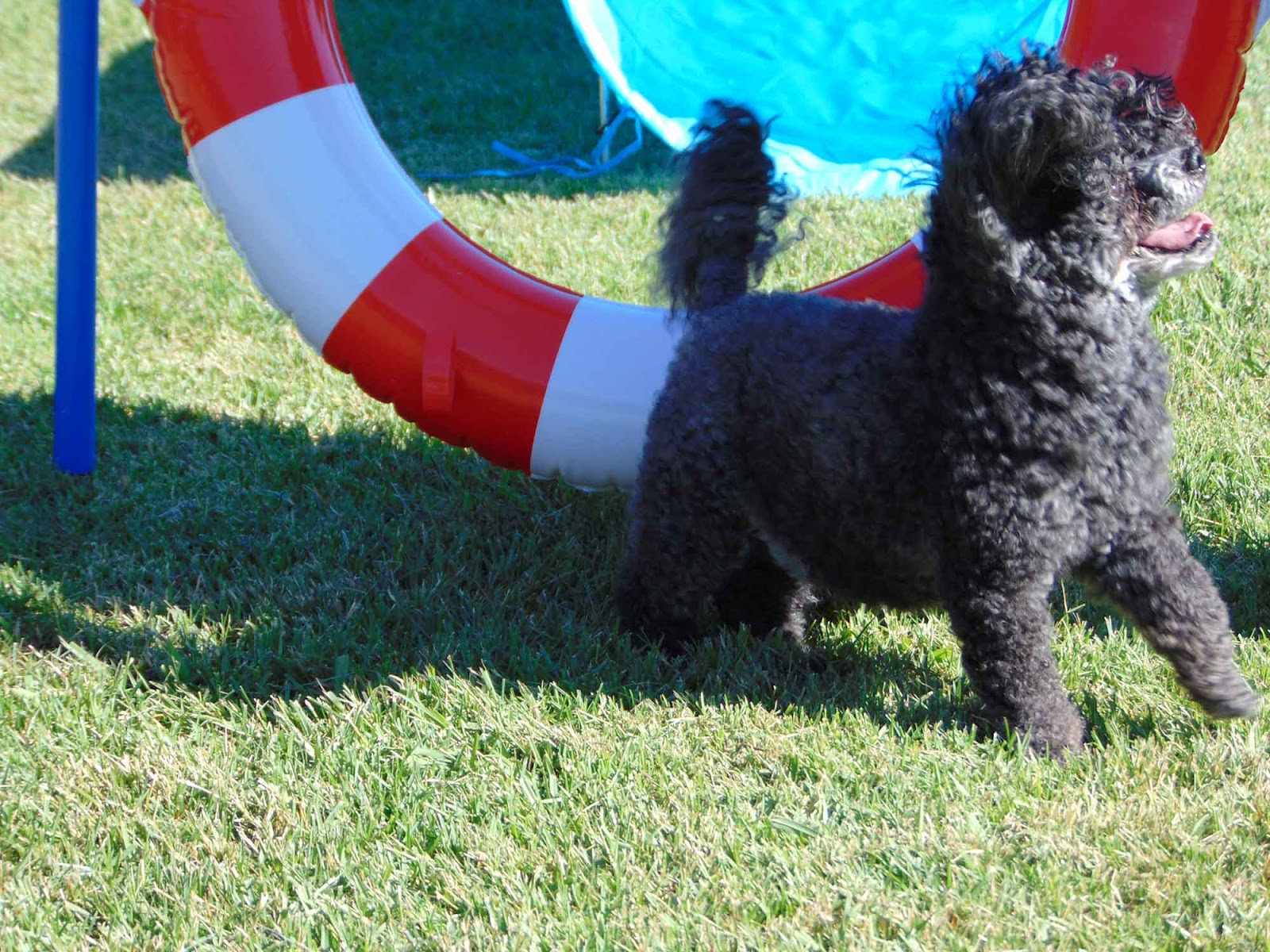 Tails Up Dog Training — Pet Groomers