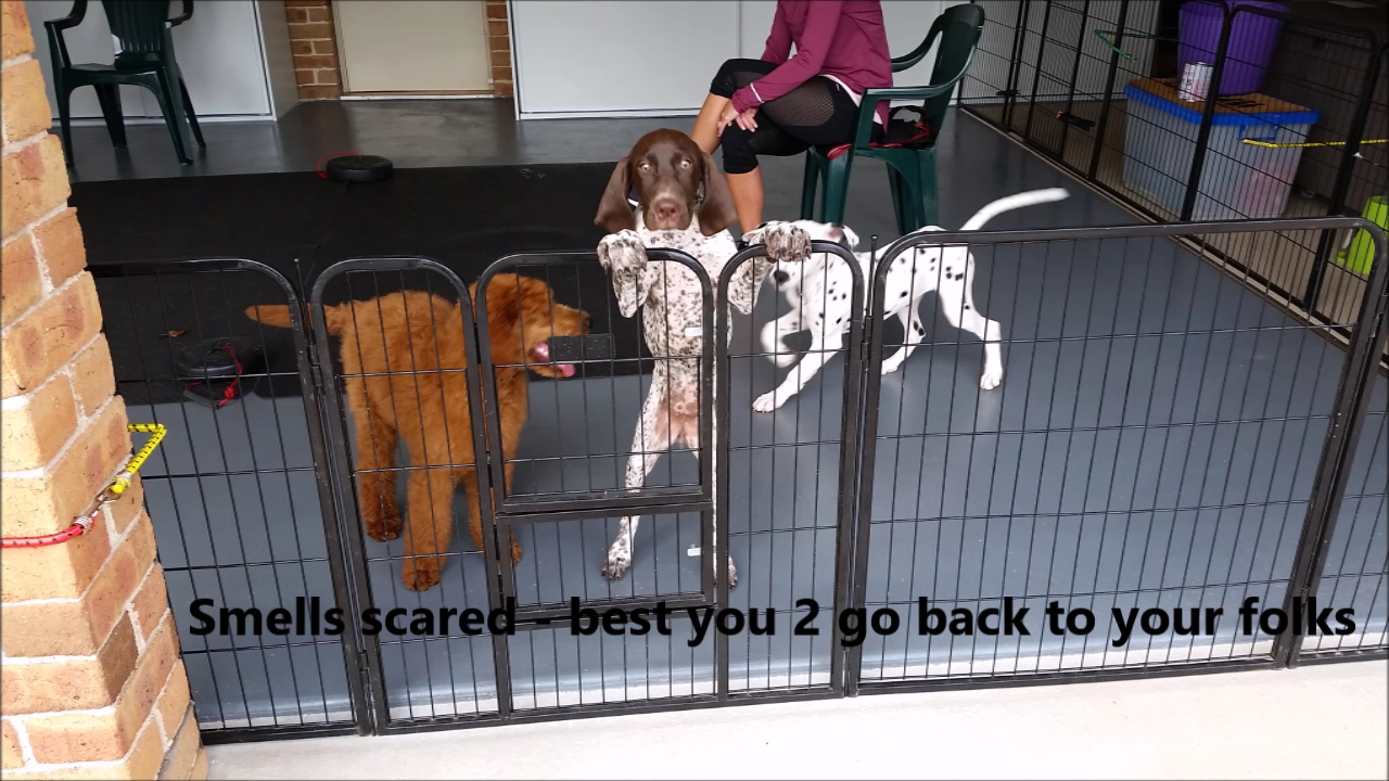 Tails Up Dog Training
