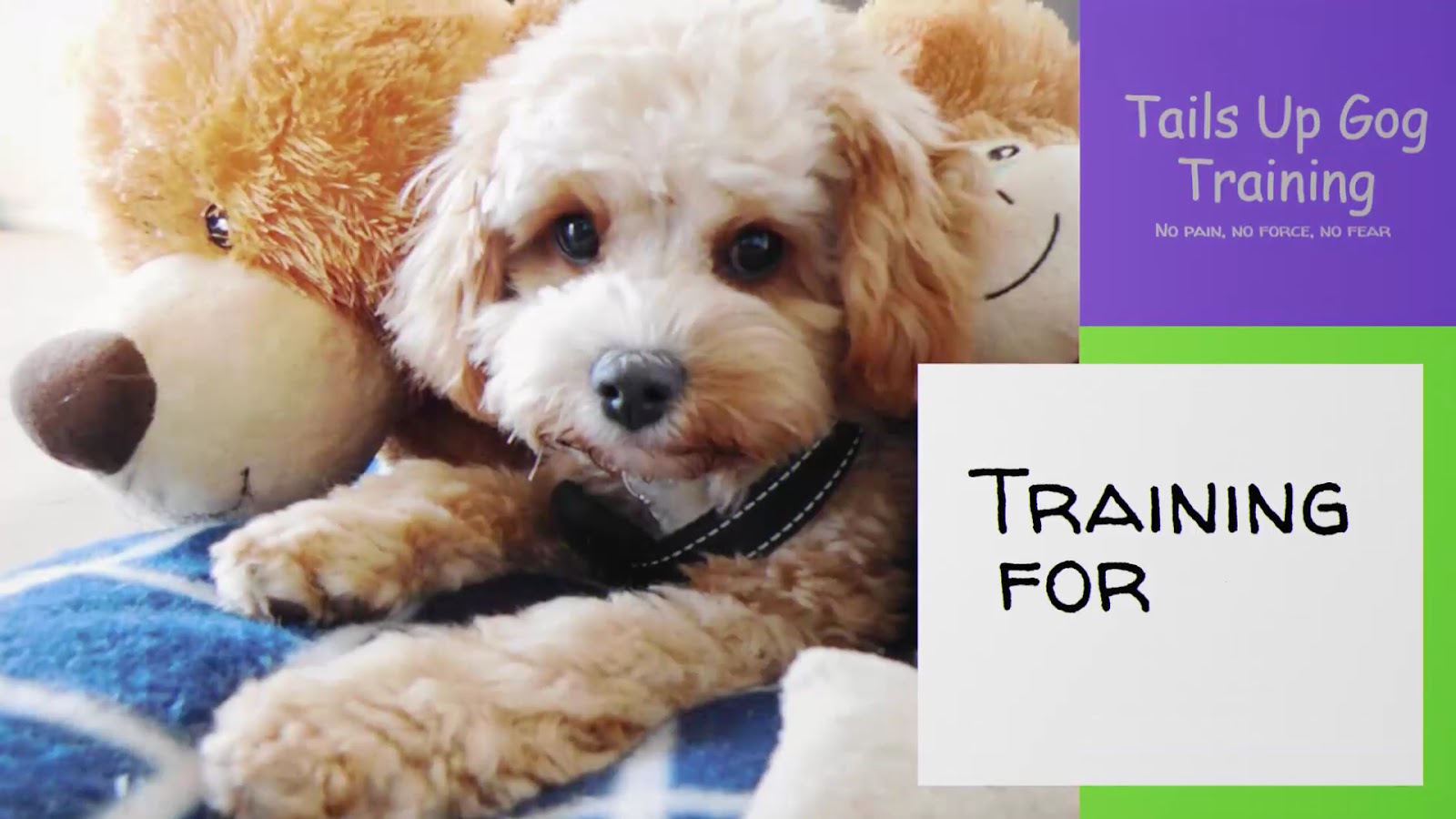 Tails Up Dog Training
