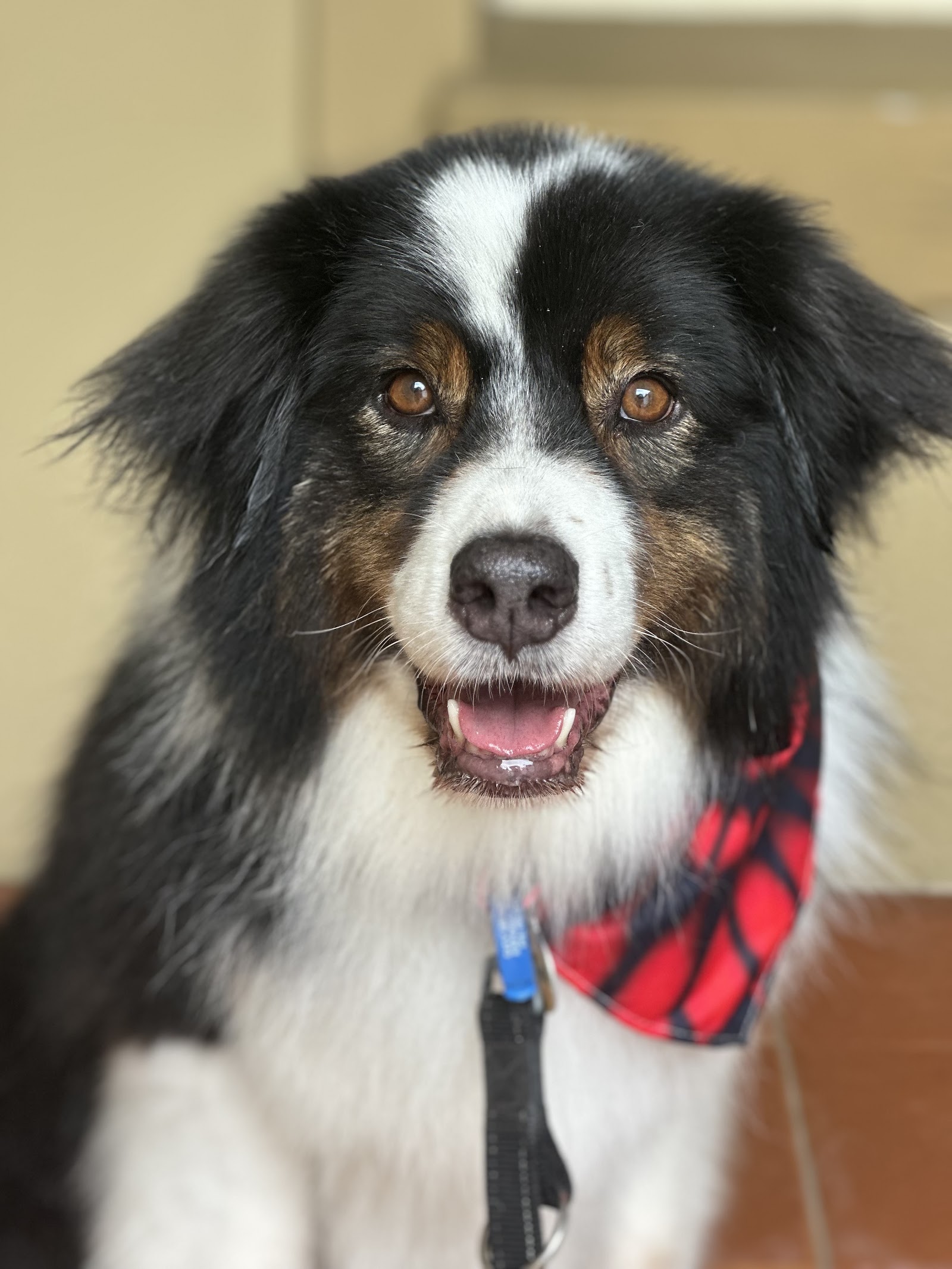 Scrub A Dub Dogs — Pet Groomers
