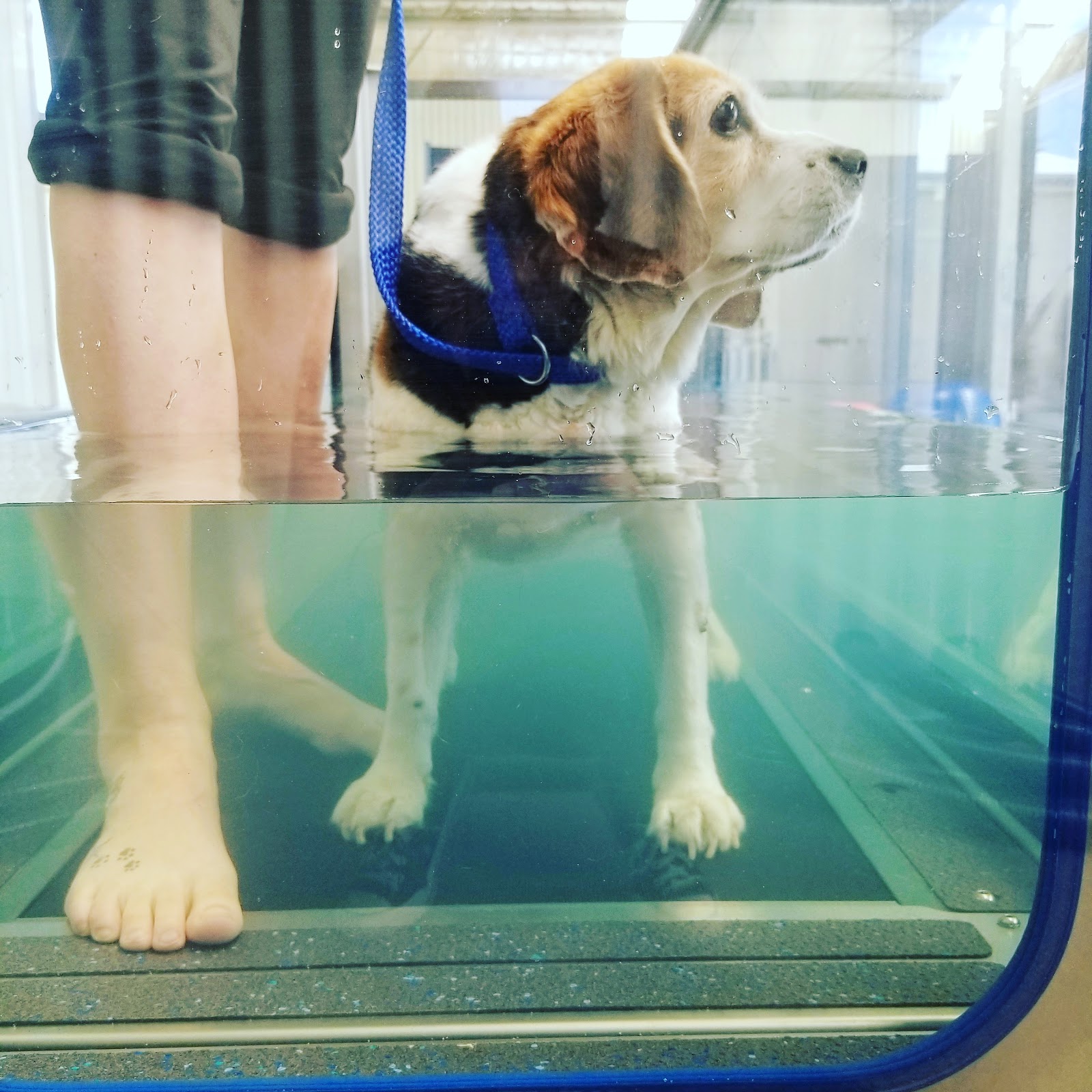 The Dog Osteo