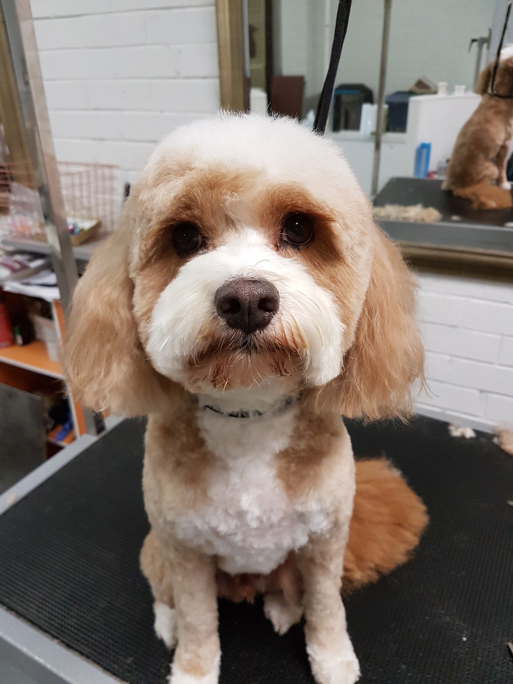 DGA Grooming Studio — Pet Groomers