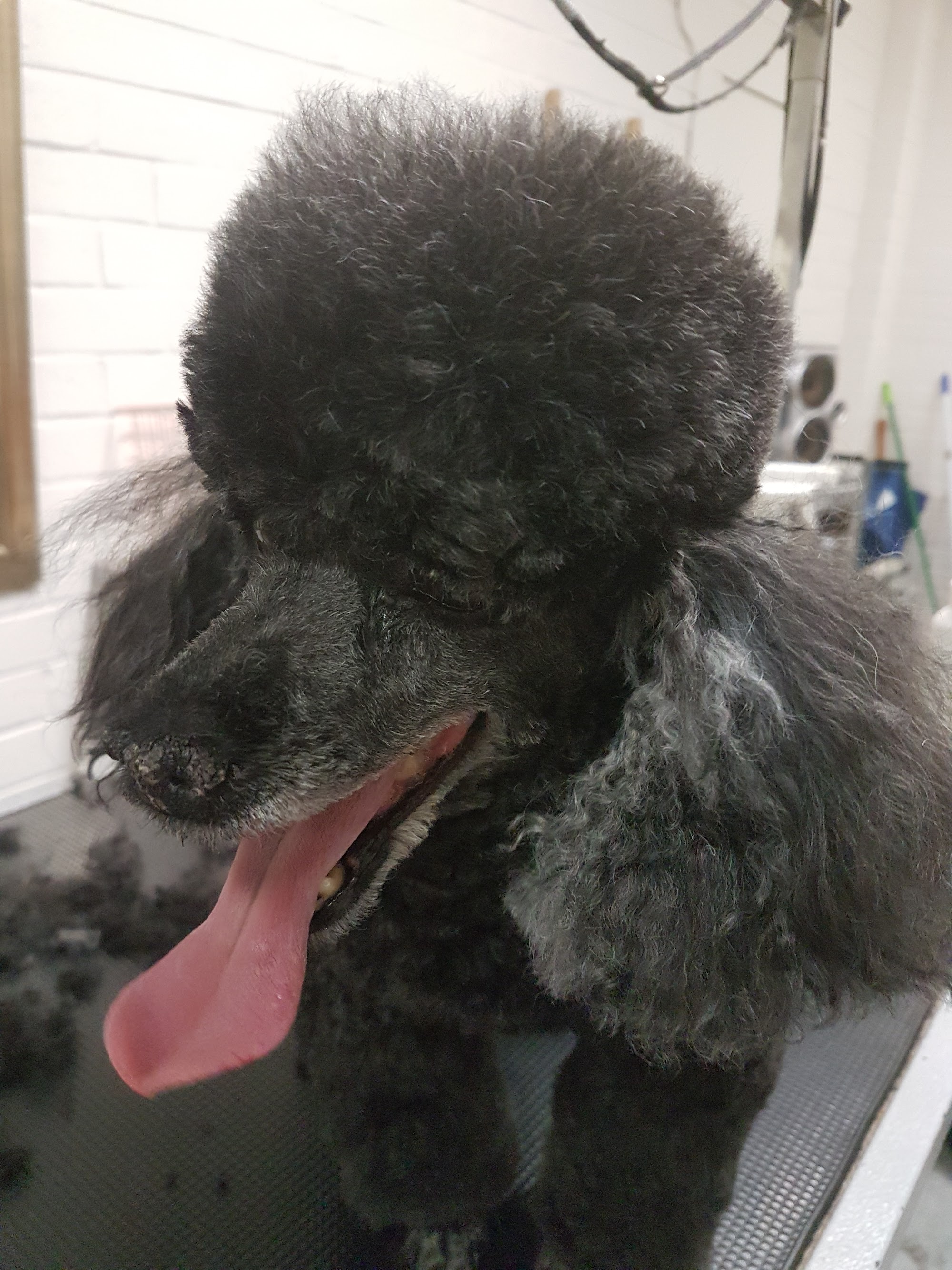 DGA Grooming Studio