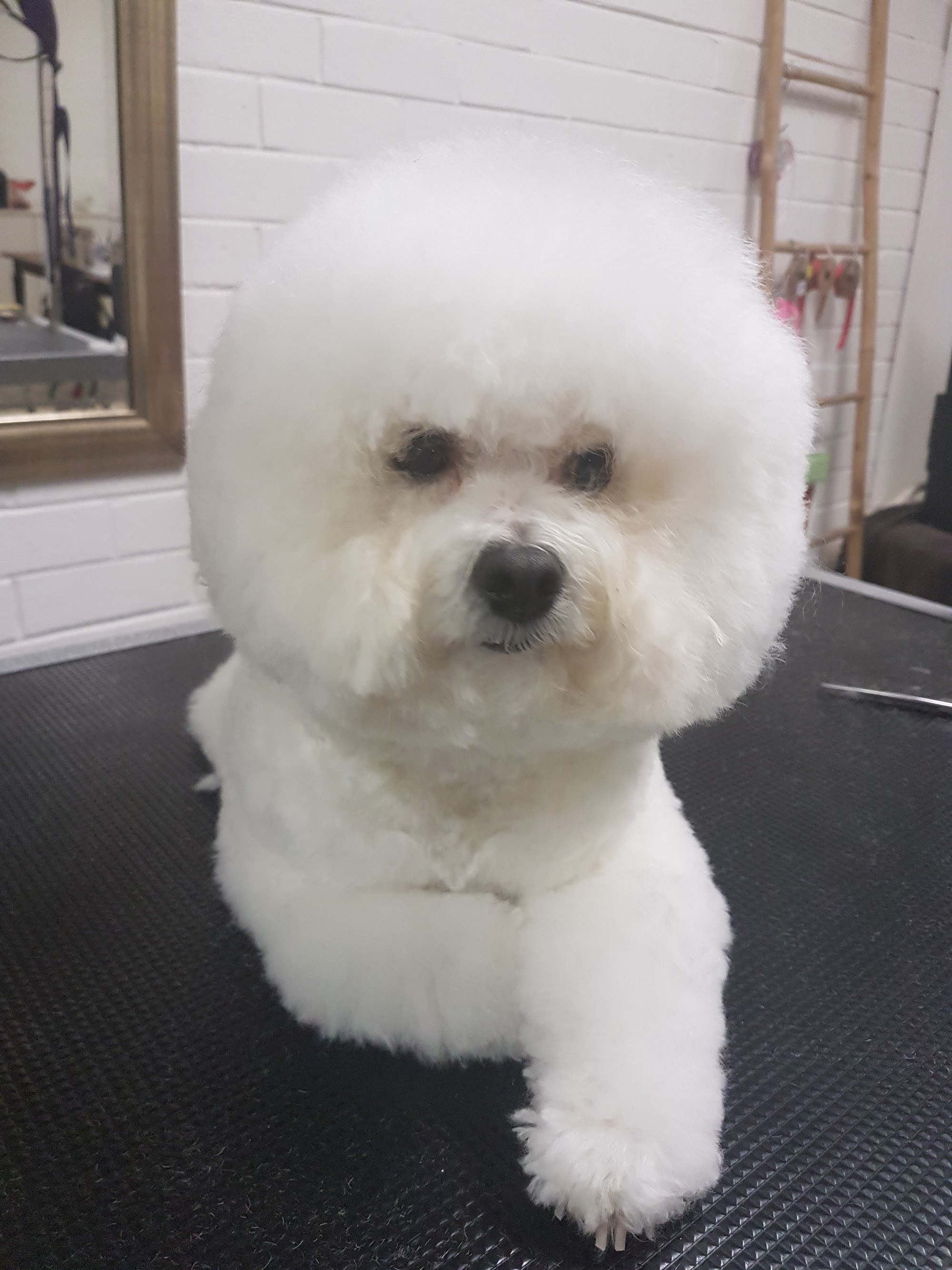 DGA Grooming Studio