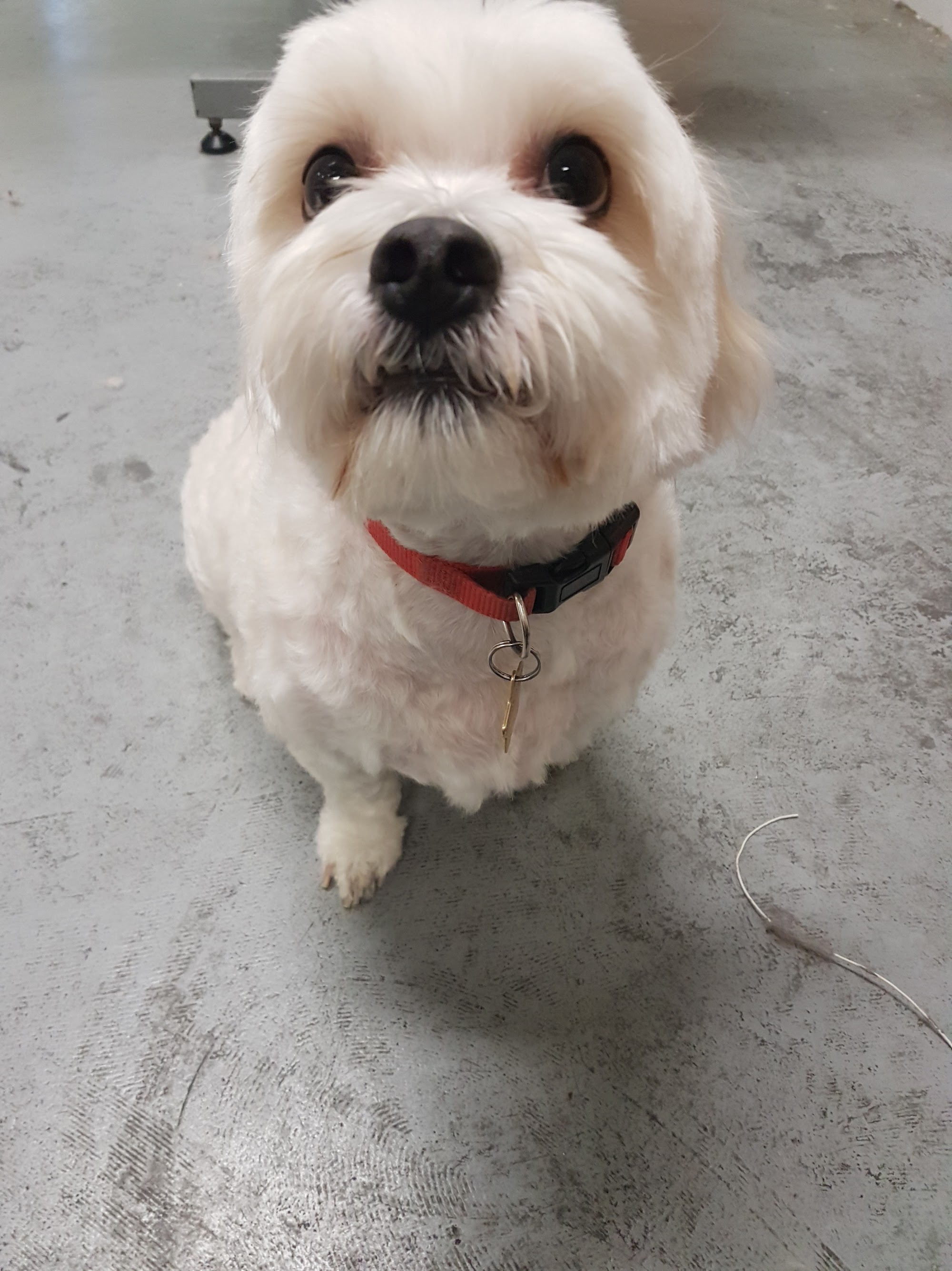 DGA Grooming Studio