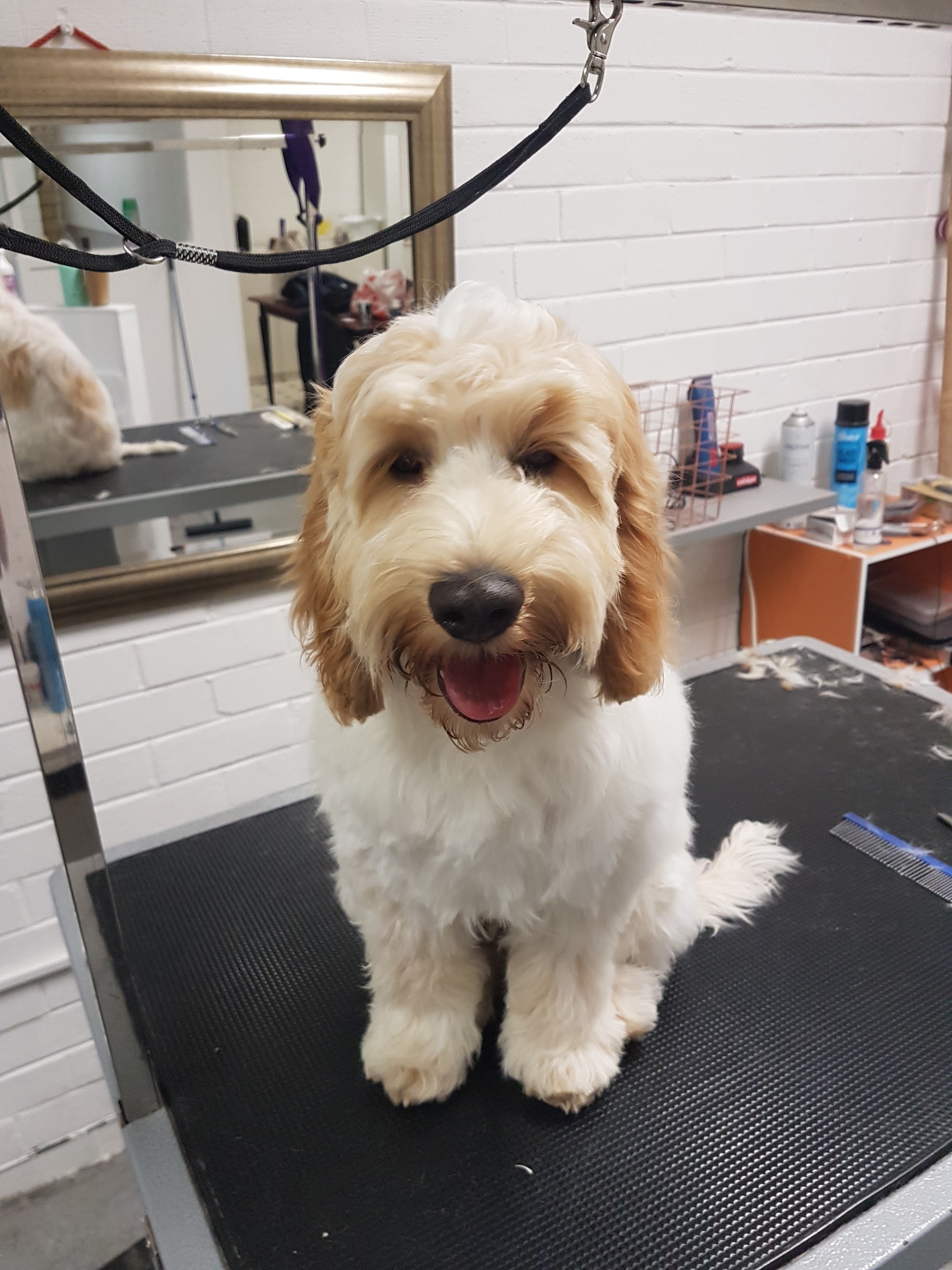 DGA Grooming Studio