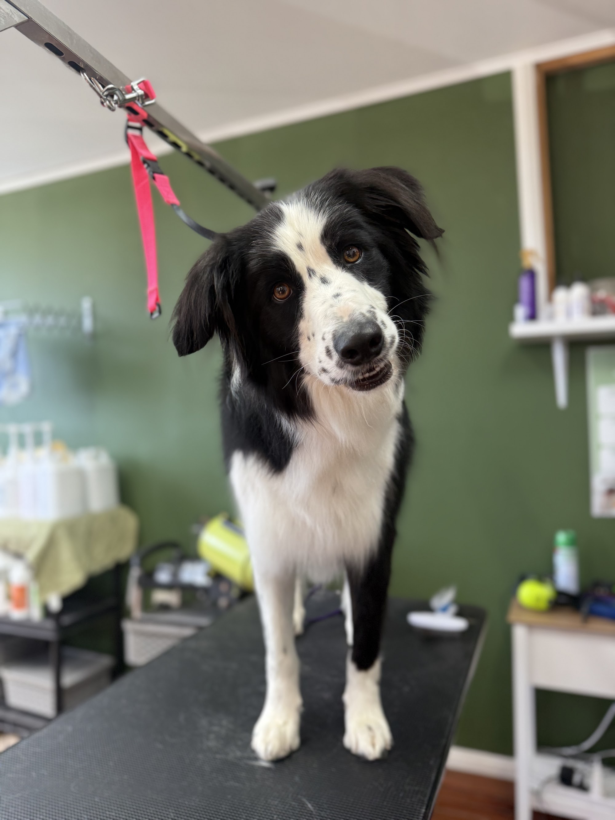 The Pamper Pup House — Pet Groomers
