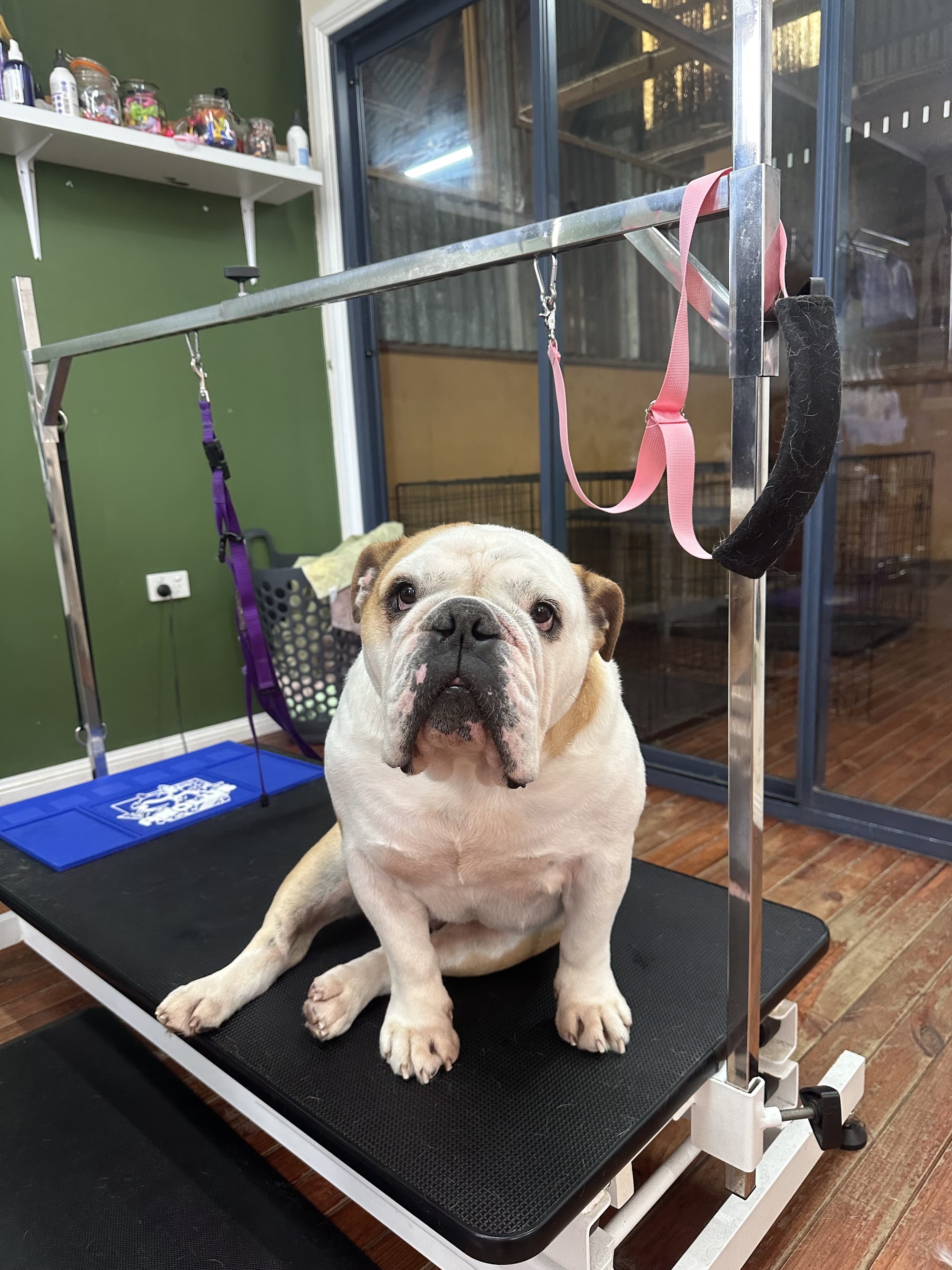 The Pamper Pup House