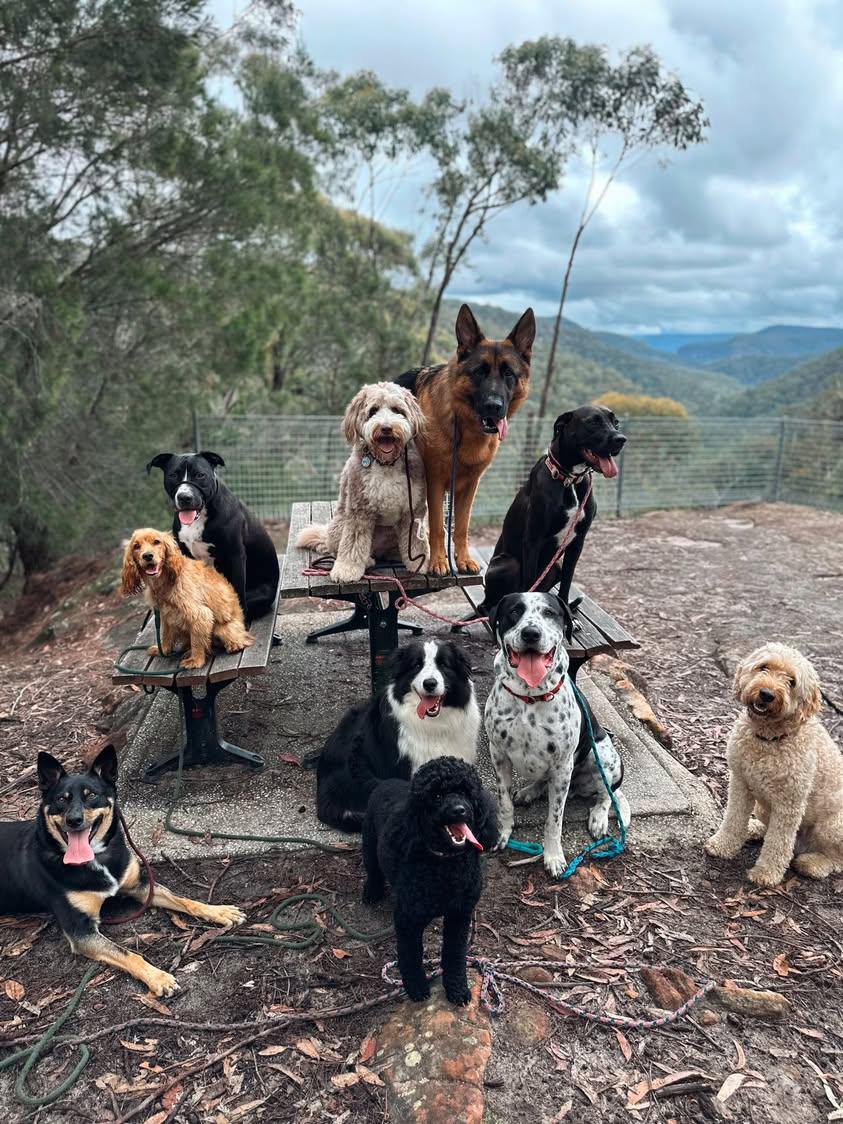 The Woof Shed — Pet Groomers