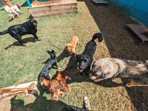 The Woof Shed