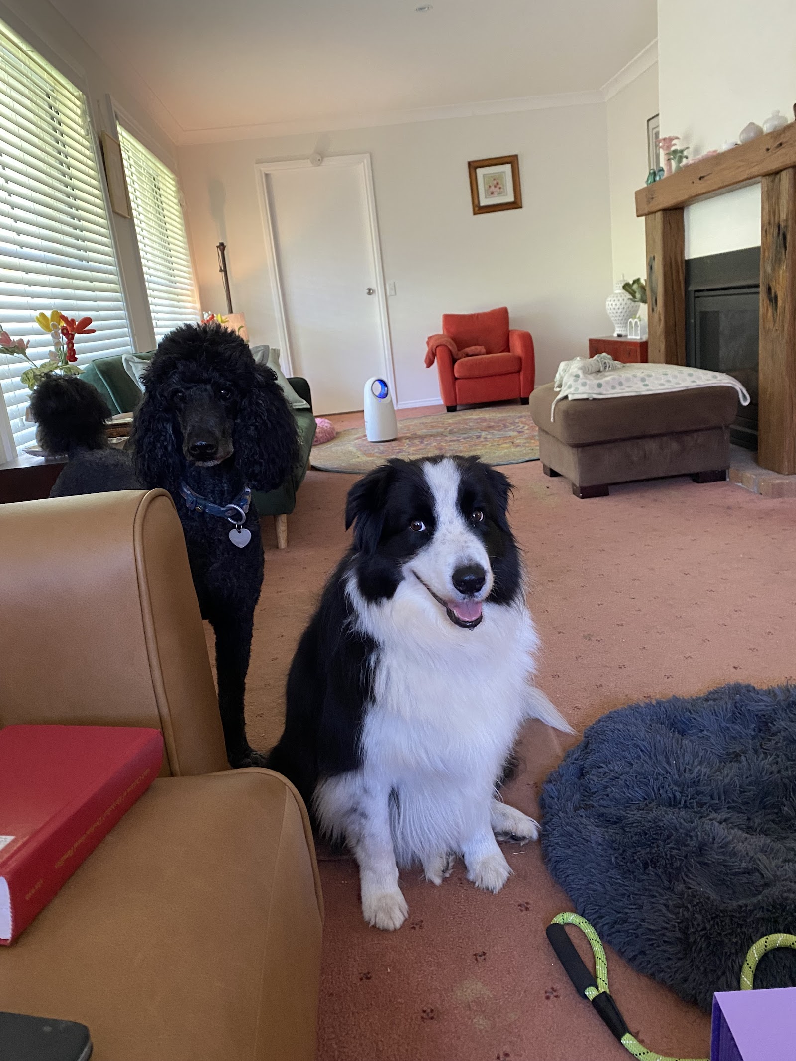 The Woof Shed