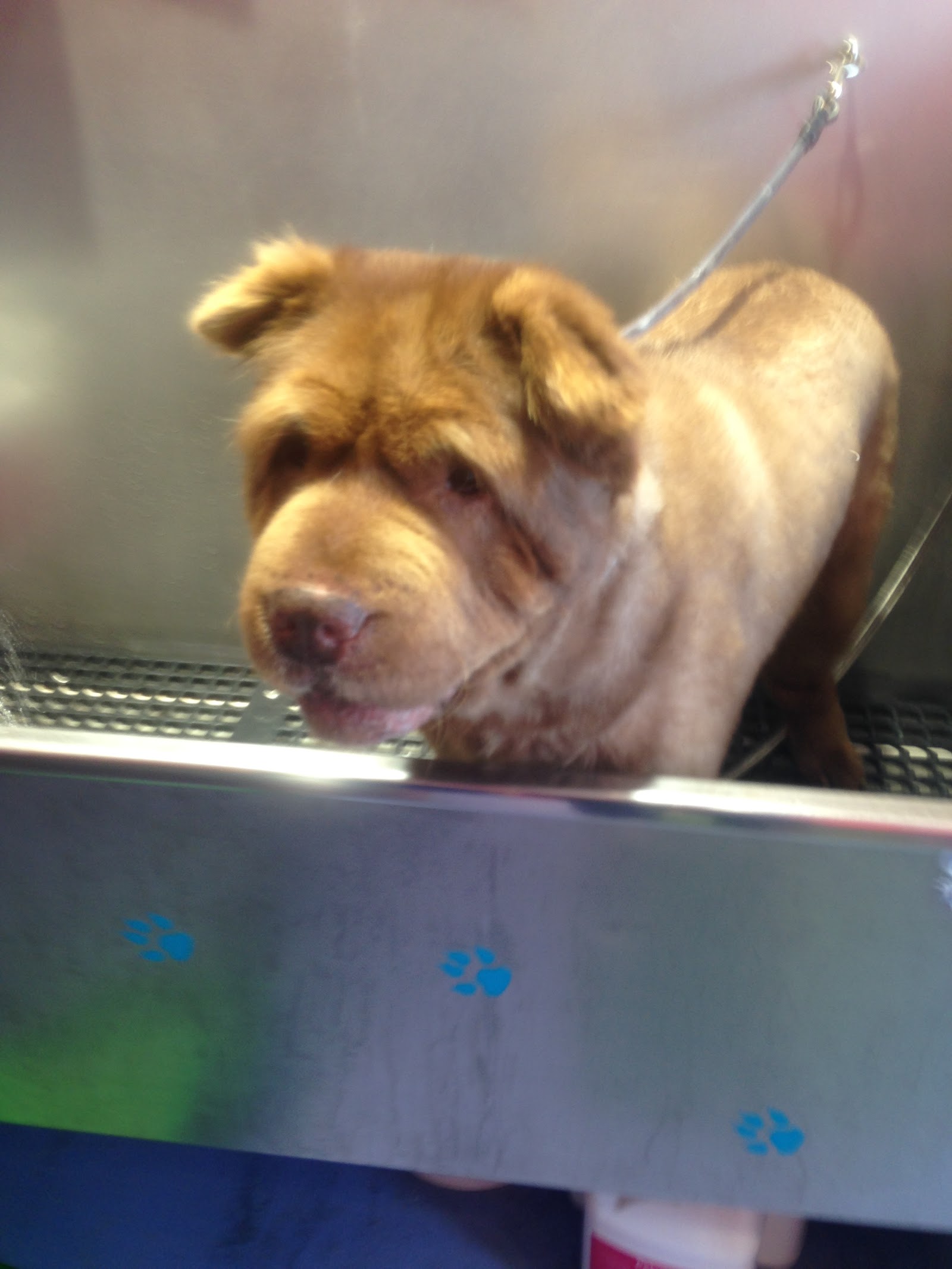 Groovy Dogs Grooming Salon — Pet Groomers