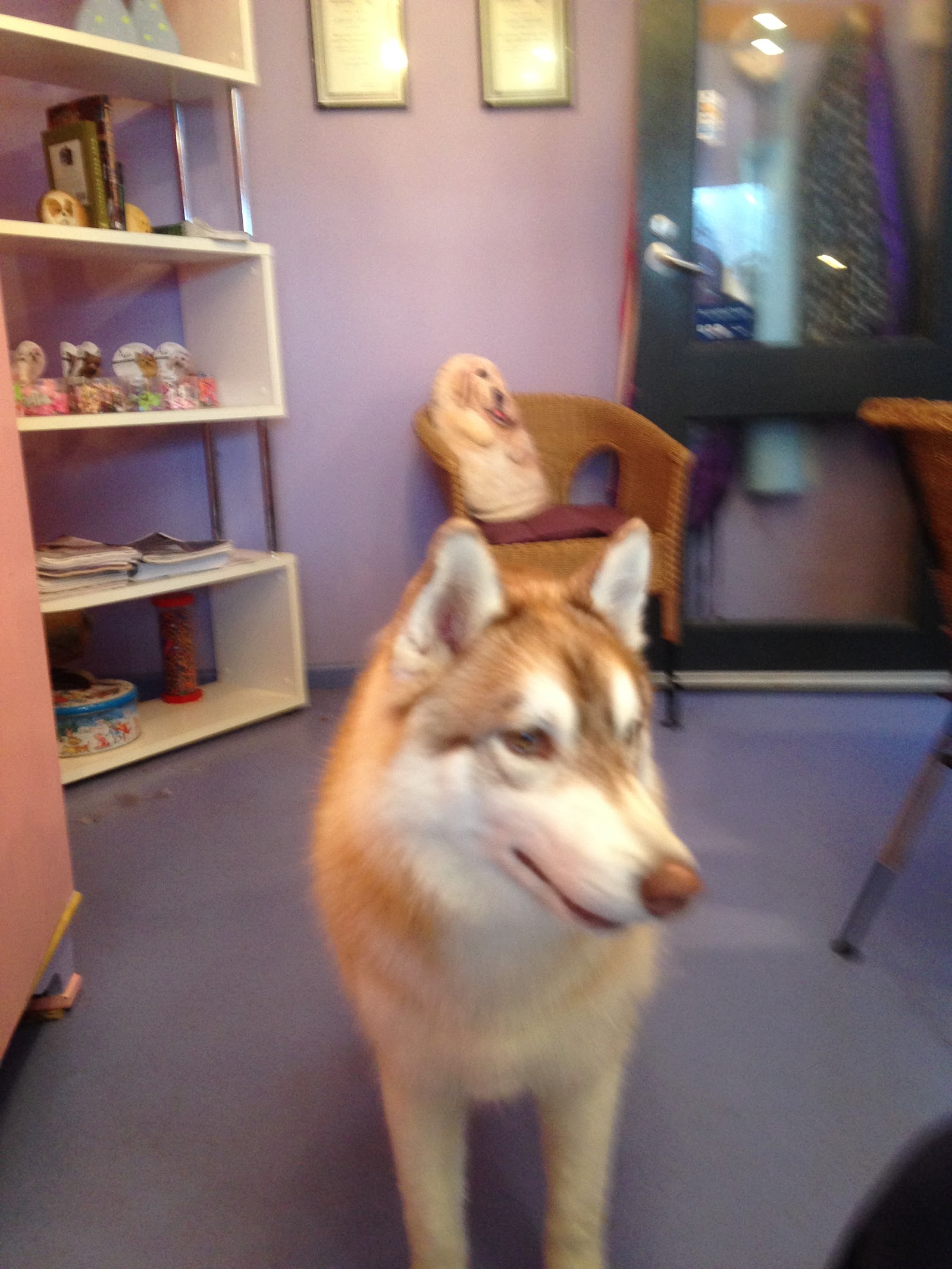 Groovy Dogs Grooming Salon