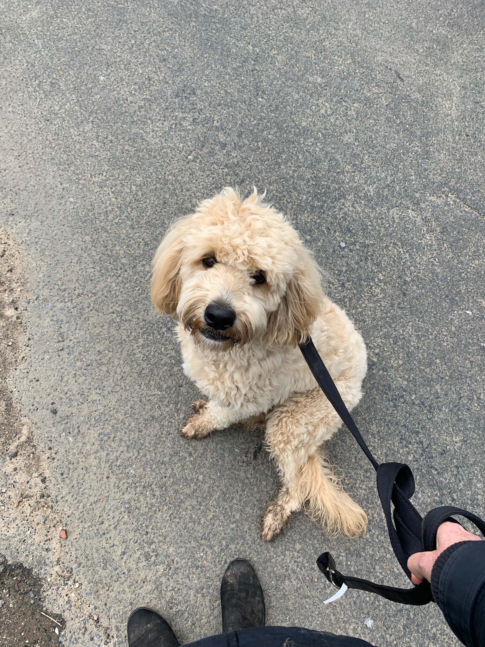 Southern Highlands Pet Sitting — Pet Groomers