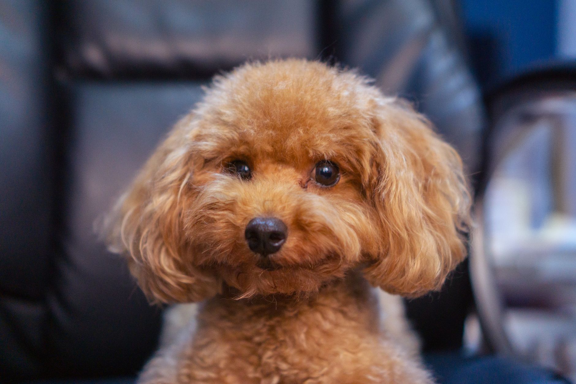 Southern Highlands Pet Sitting